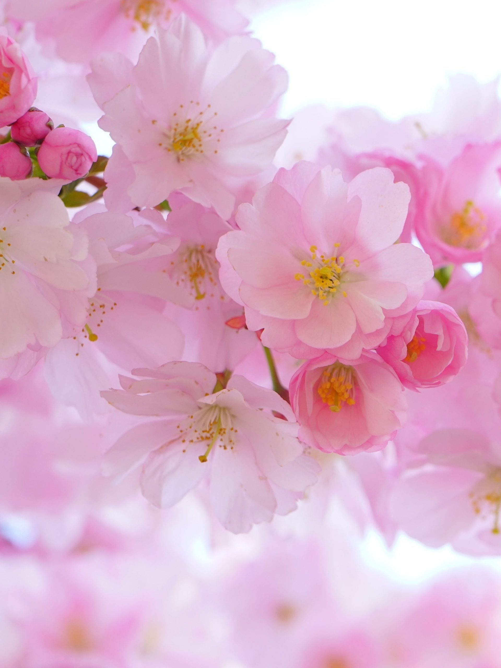 Anime Sakura Flower Wallpapers