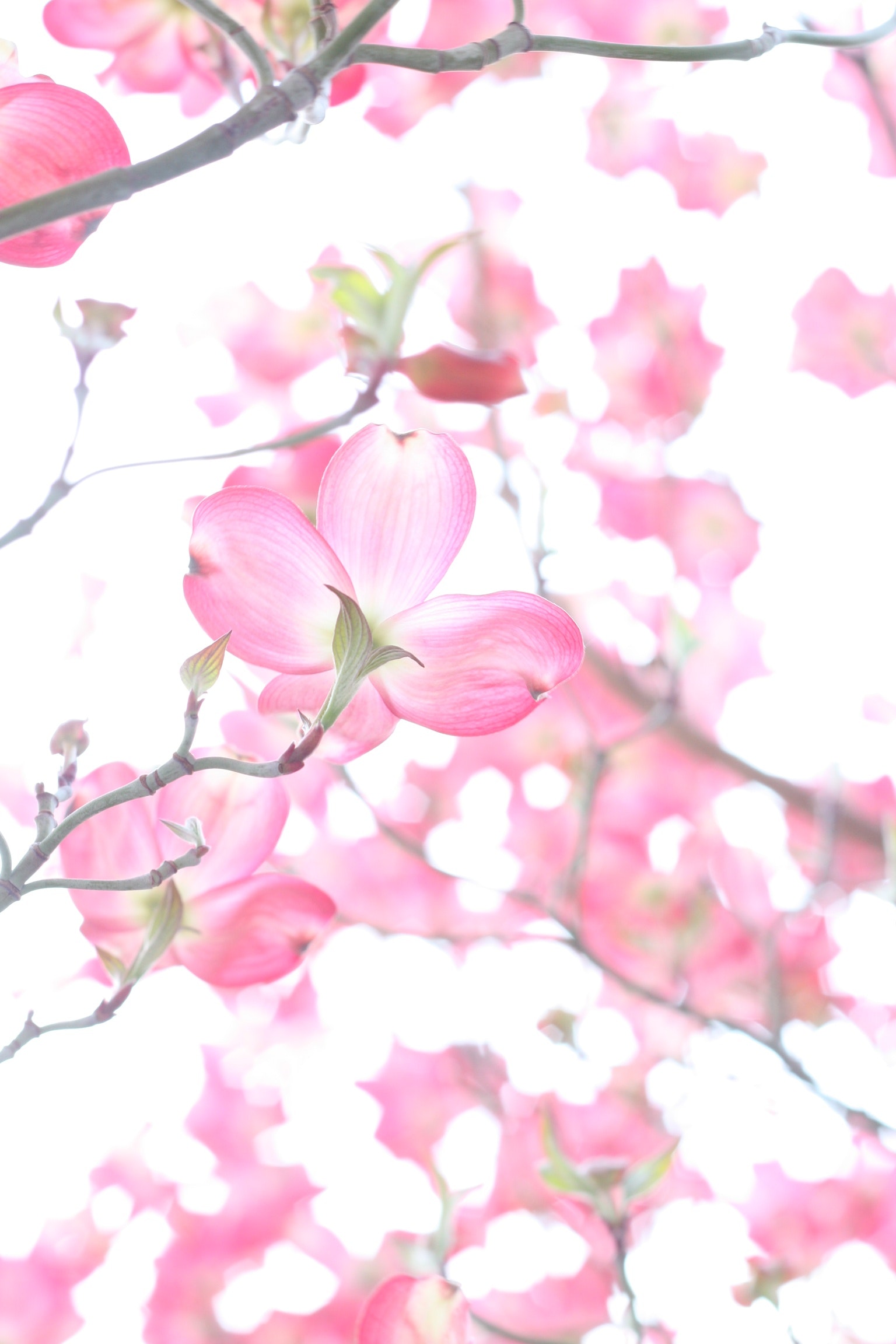 Anime Sakura Flower Wallpapers