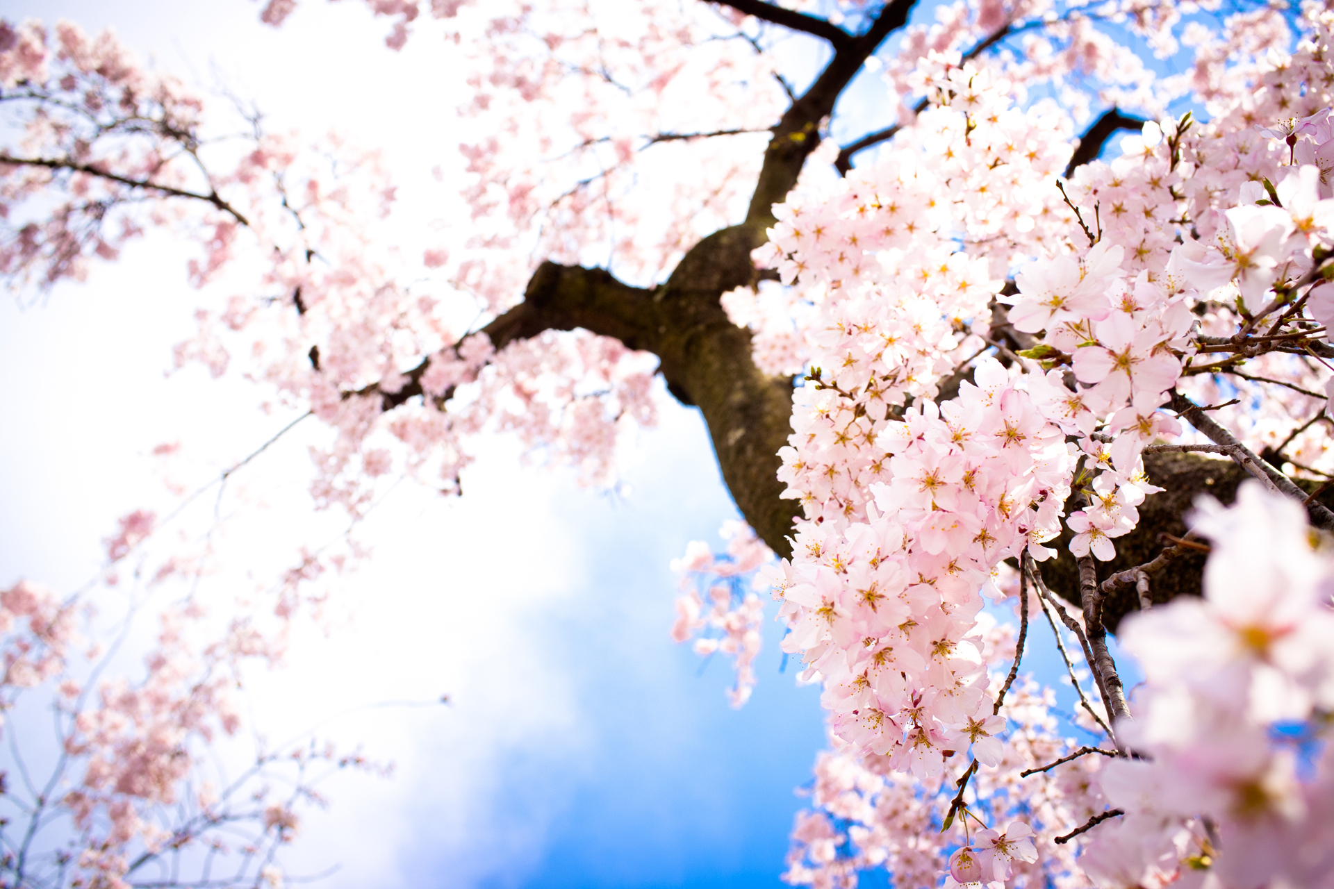 Anime Sakura Tree Wallpapers