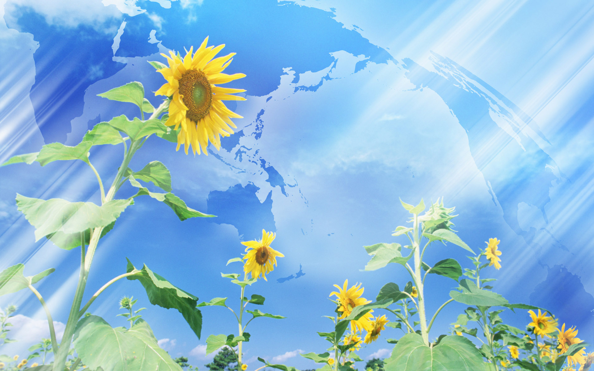 Anime Sunflower Wallpapers