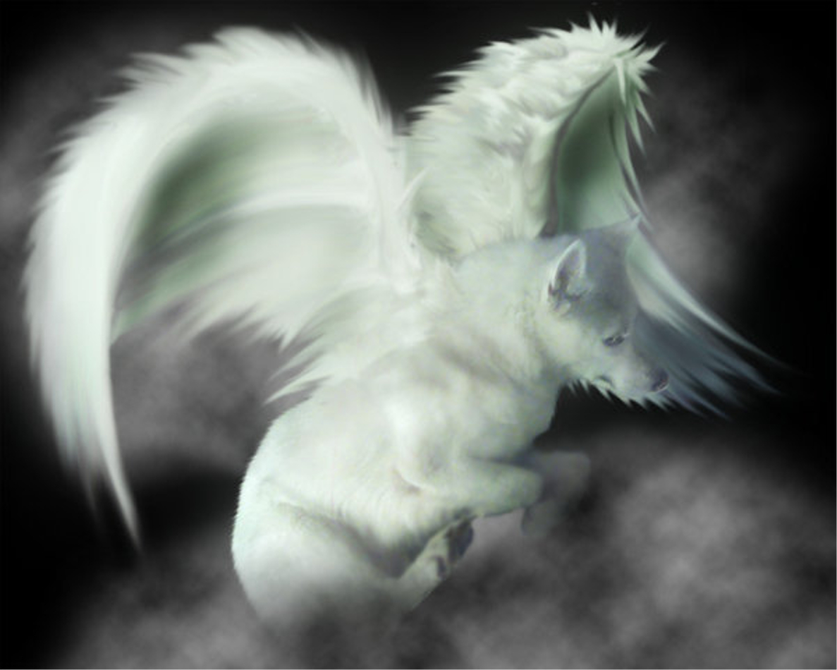 Anime Wolves With Wings Wallpapers