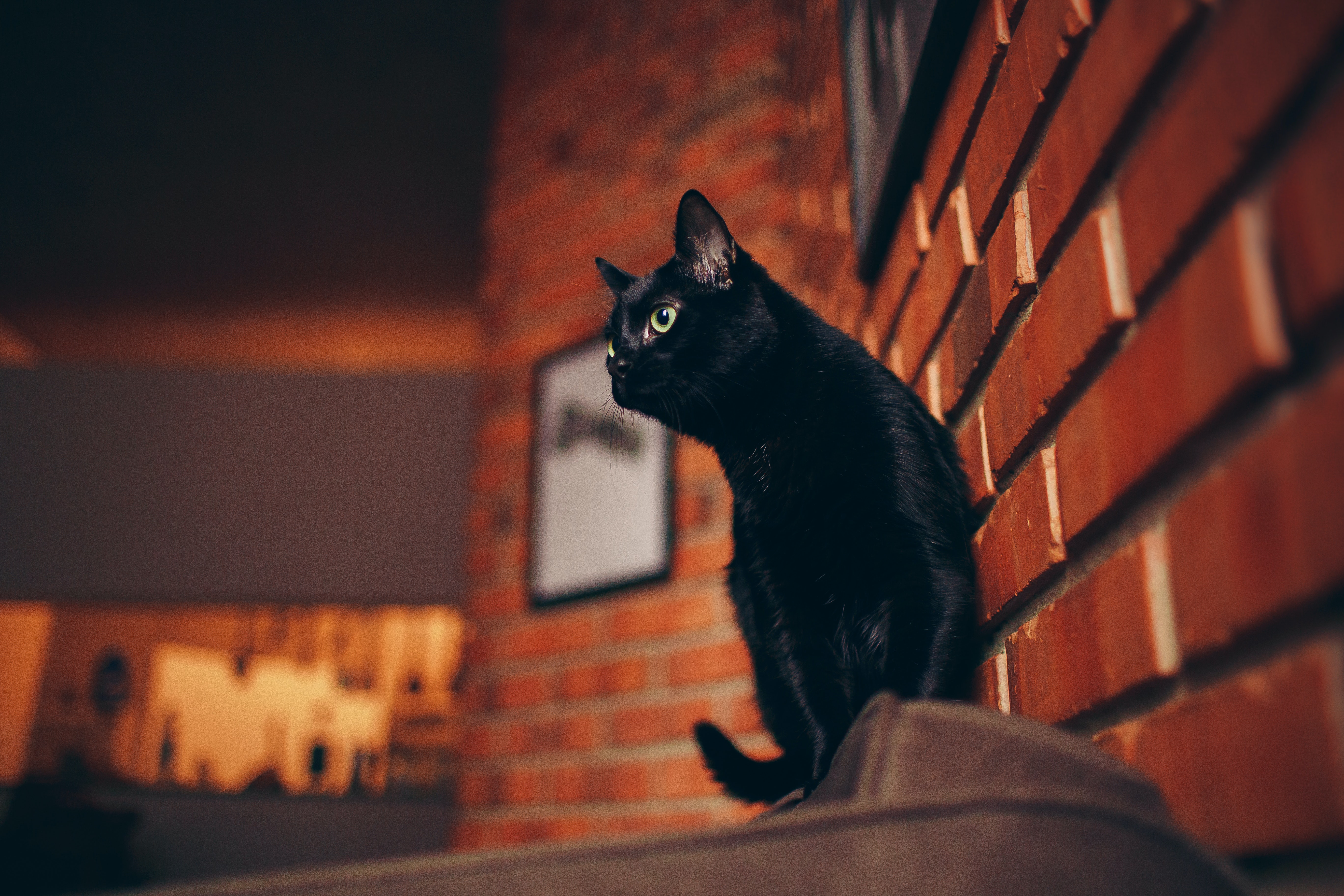 Black Cat Wallpapers