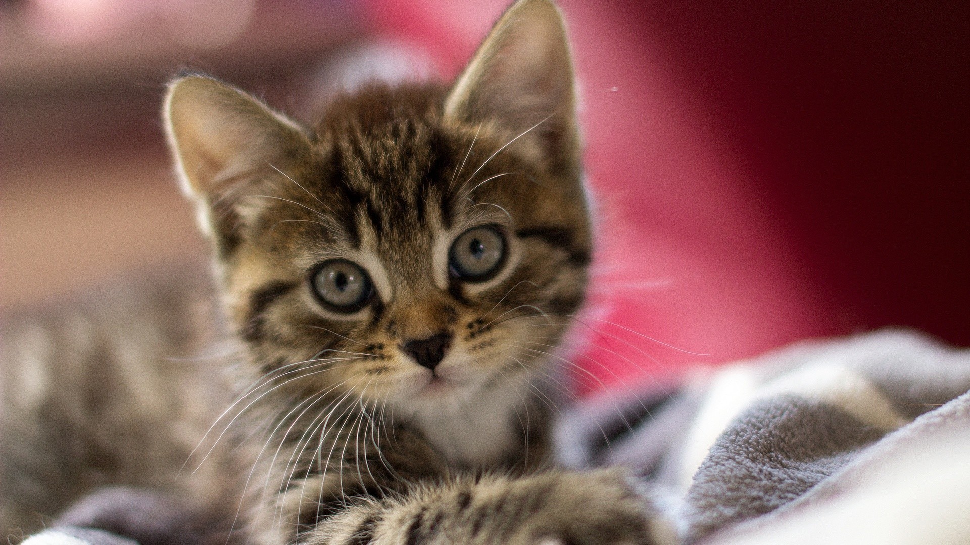 Cute Anna Kendrick Playing With Kittens Wallpapers