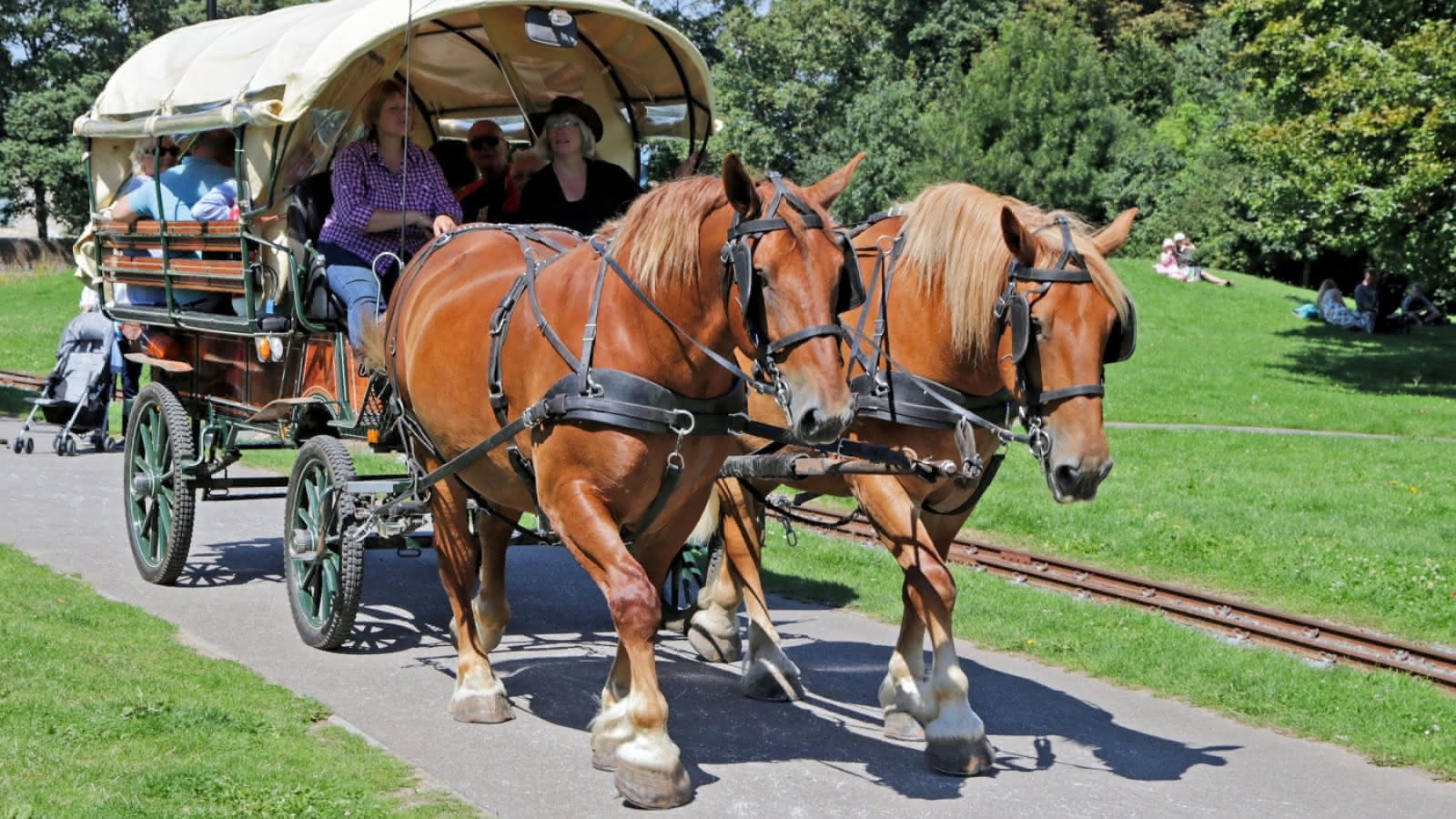 Horse Drawn Buggy Wallpapers