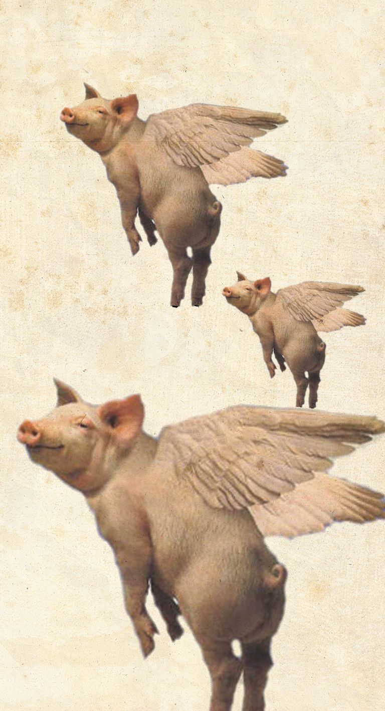 Adventurezator: When Pigs Fly Wallpapers