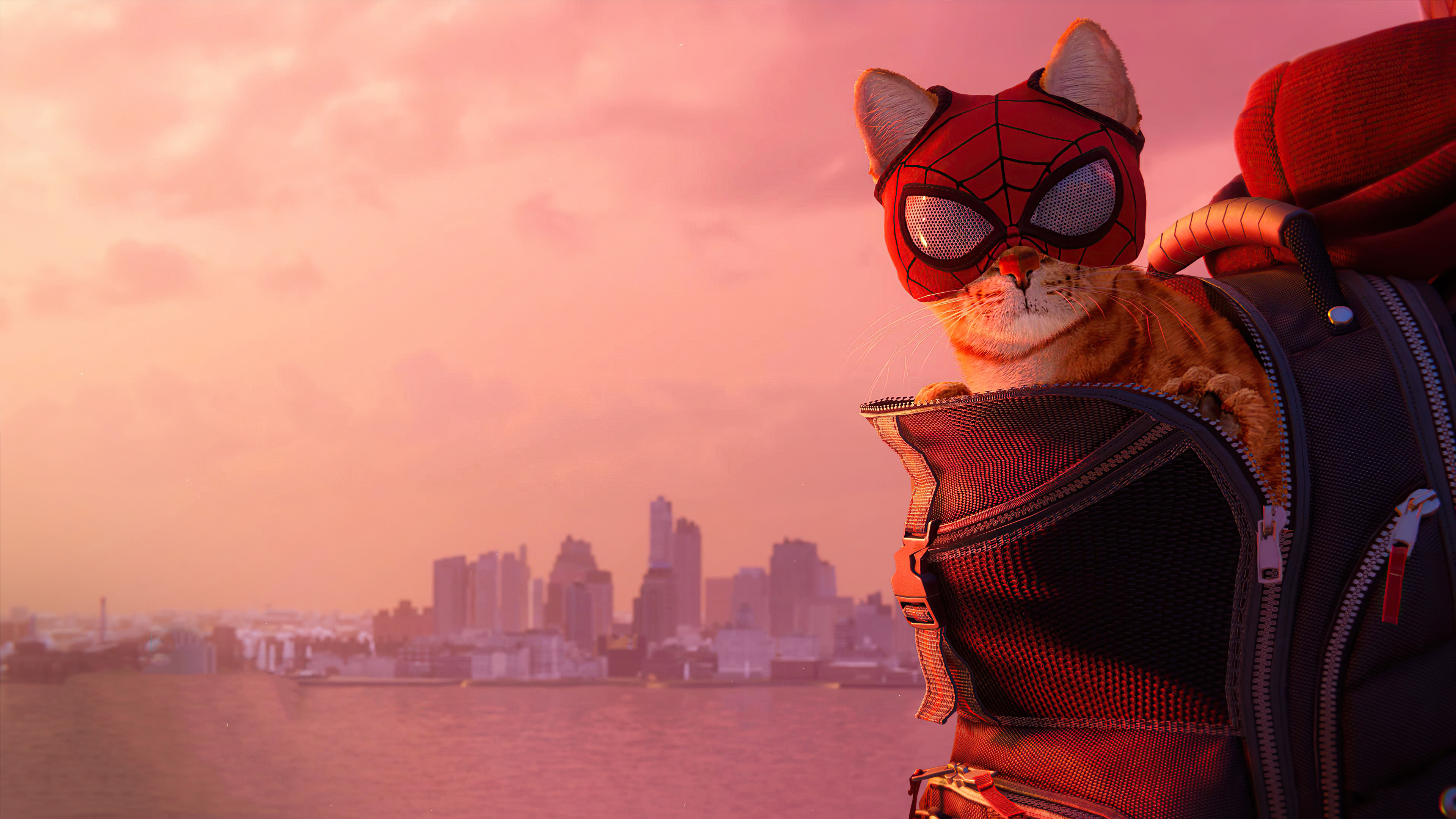 Miles Morales Cat Wallpapers