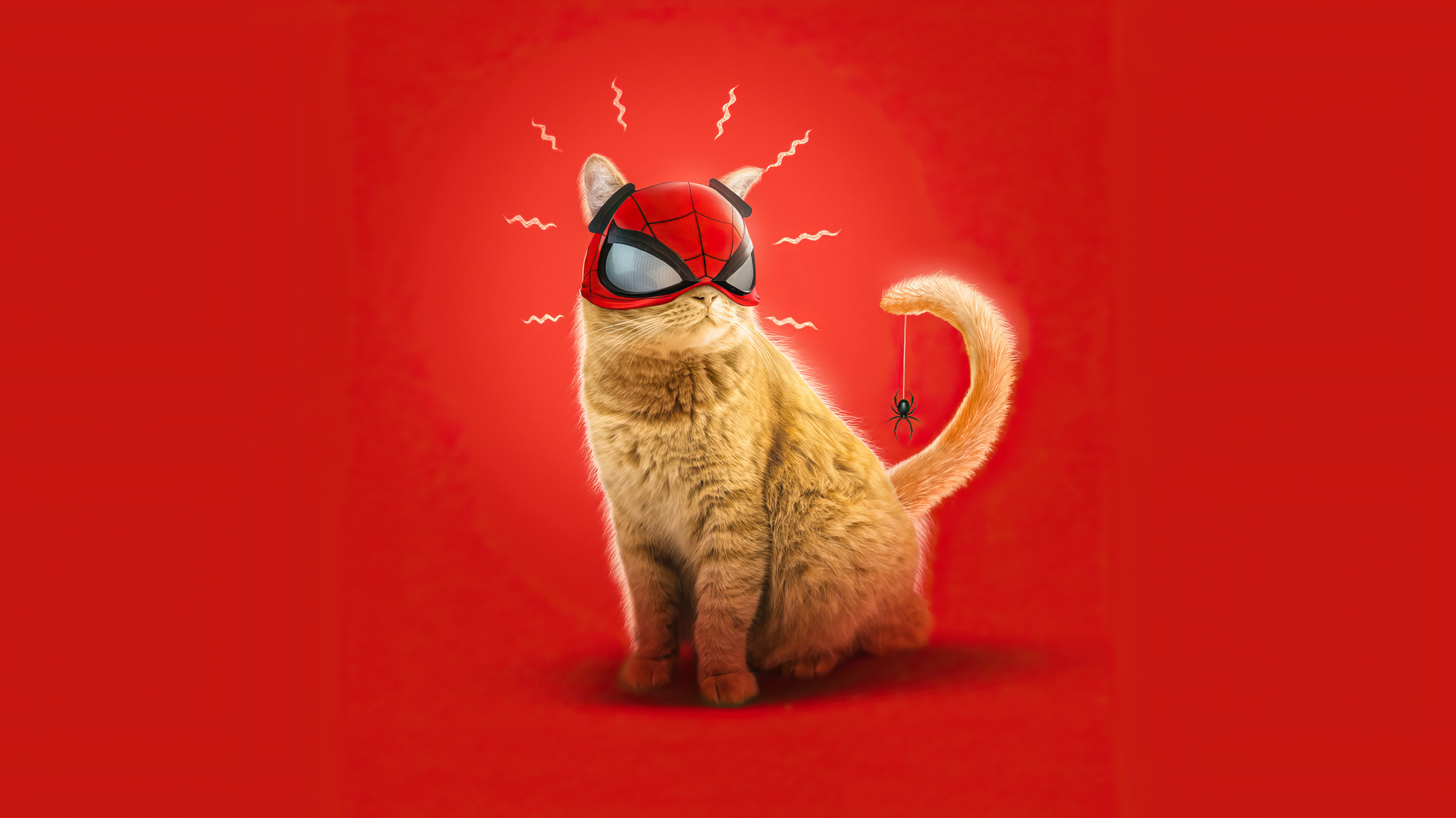 Miles Morales Cat Wallpapers