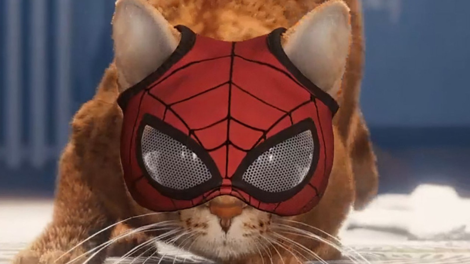 Miles Morales Cat Wallpapers