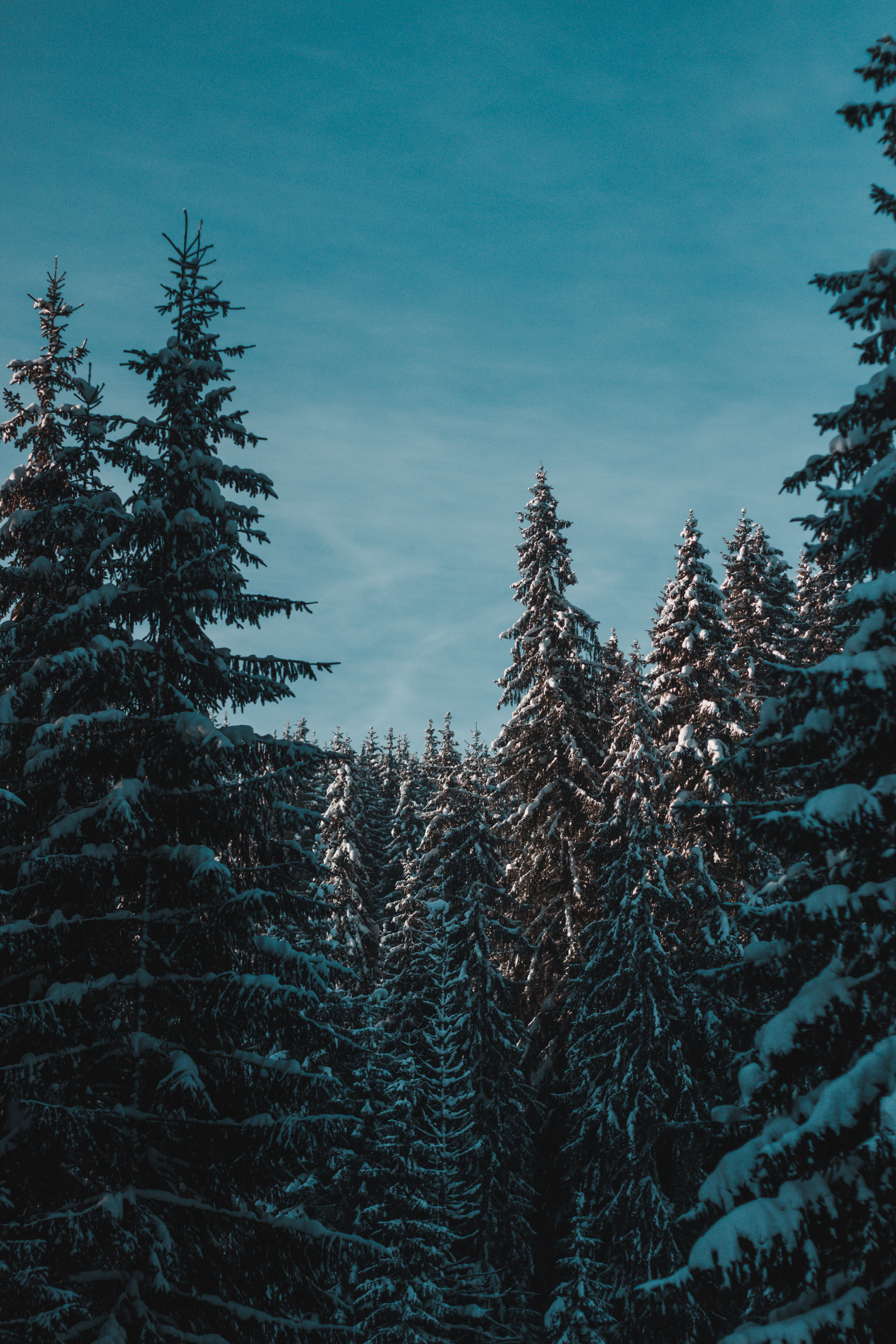 Winter Spruce Wallpapers