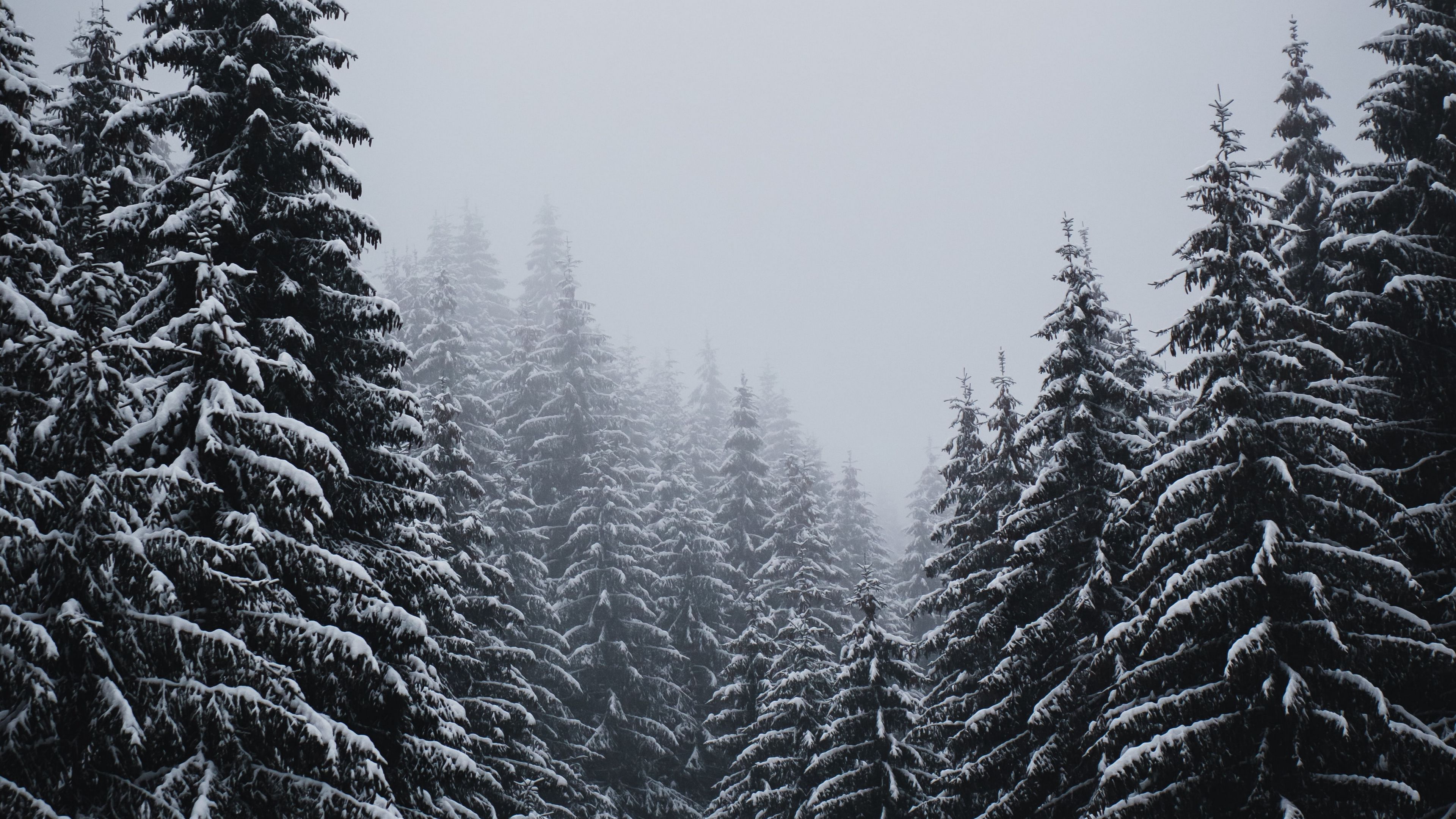 Winter Spruce Wallpapers