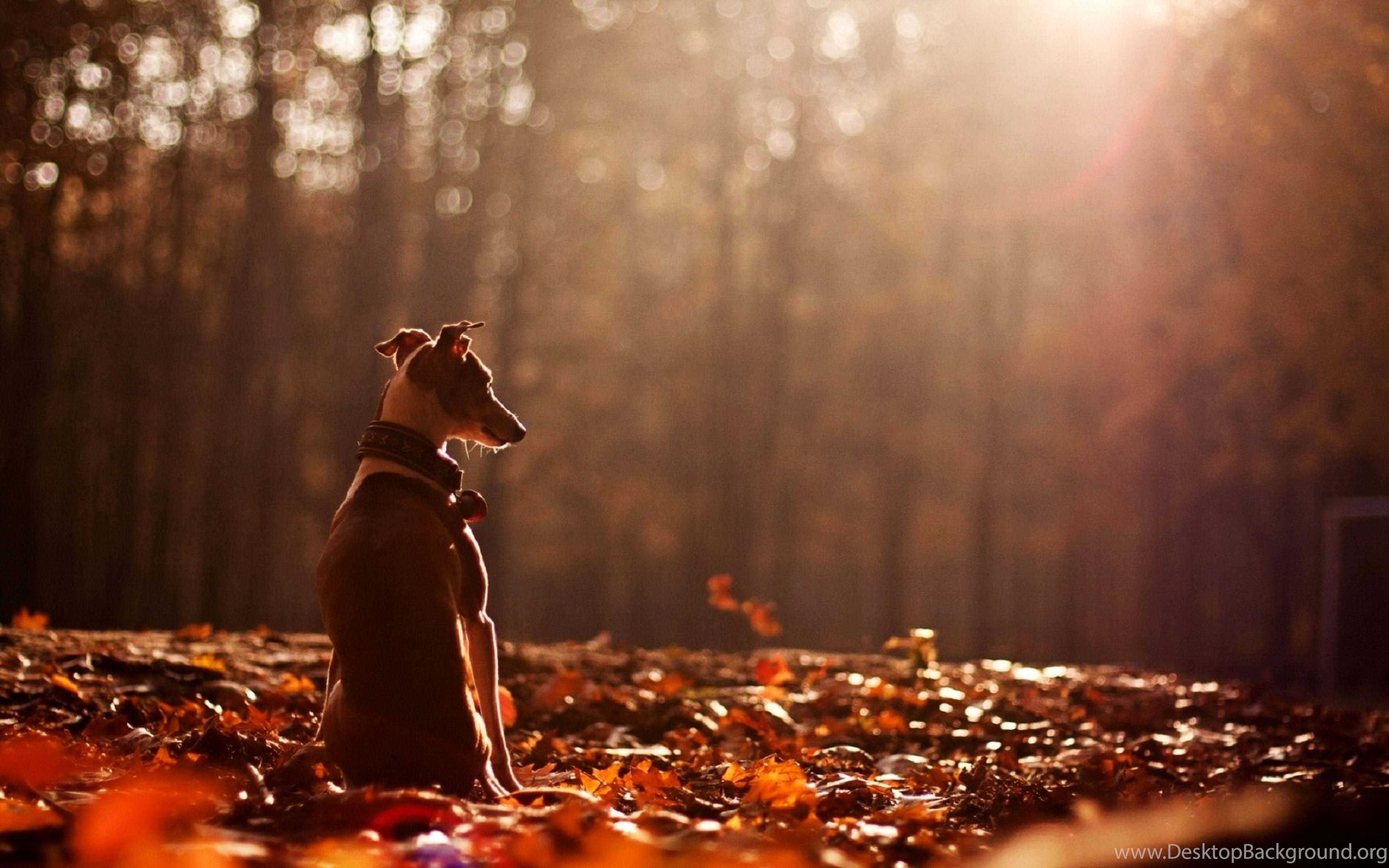 Alone With Pet In Sunlight
 Wallpapers