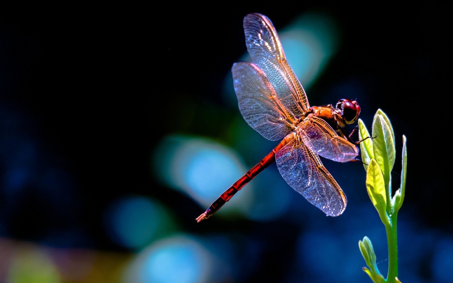 Dragonfly
 Wallpapers