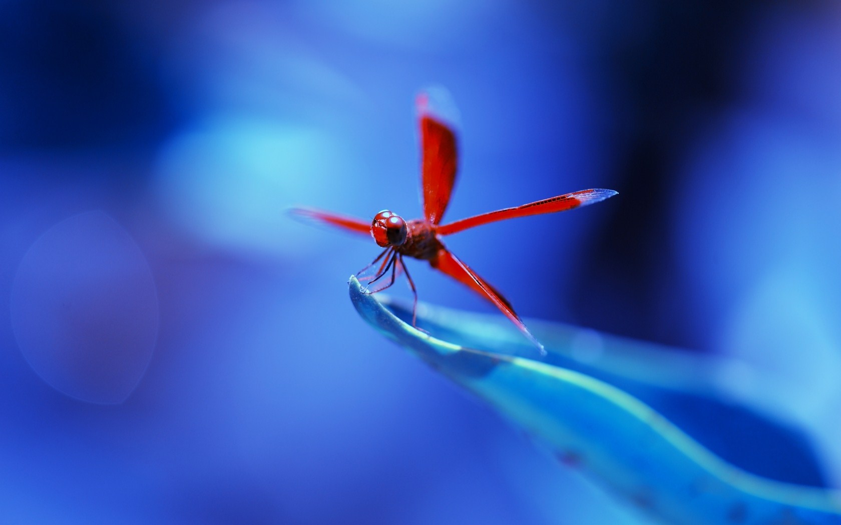 Dragonfly
 Wallpapers