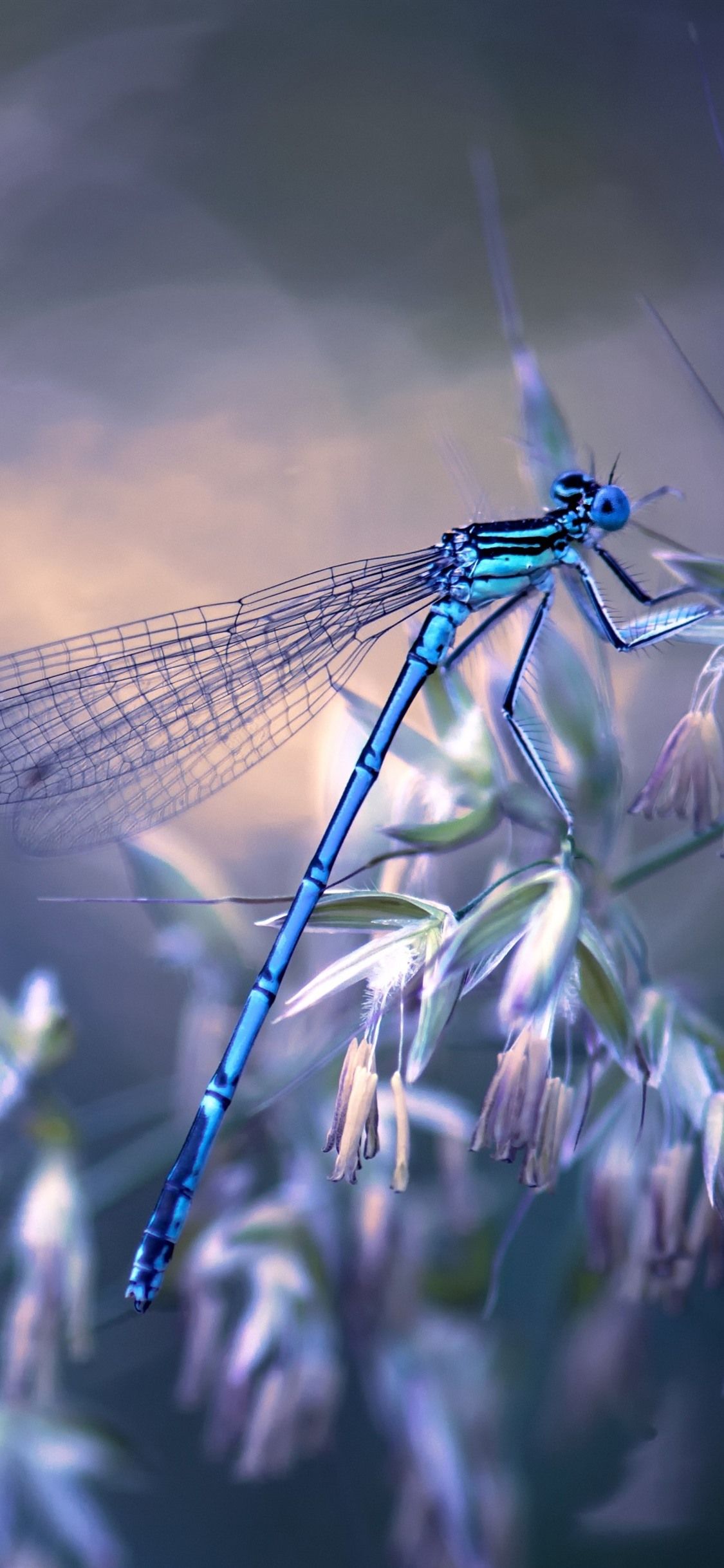 Dragonfly
 Wallpapers