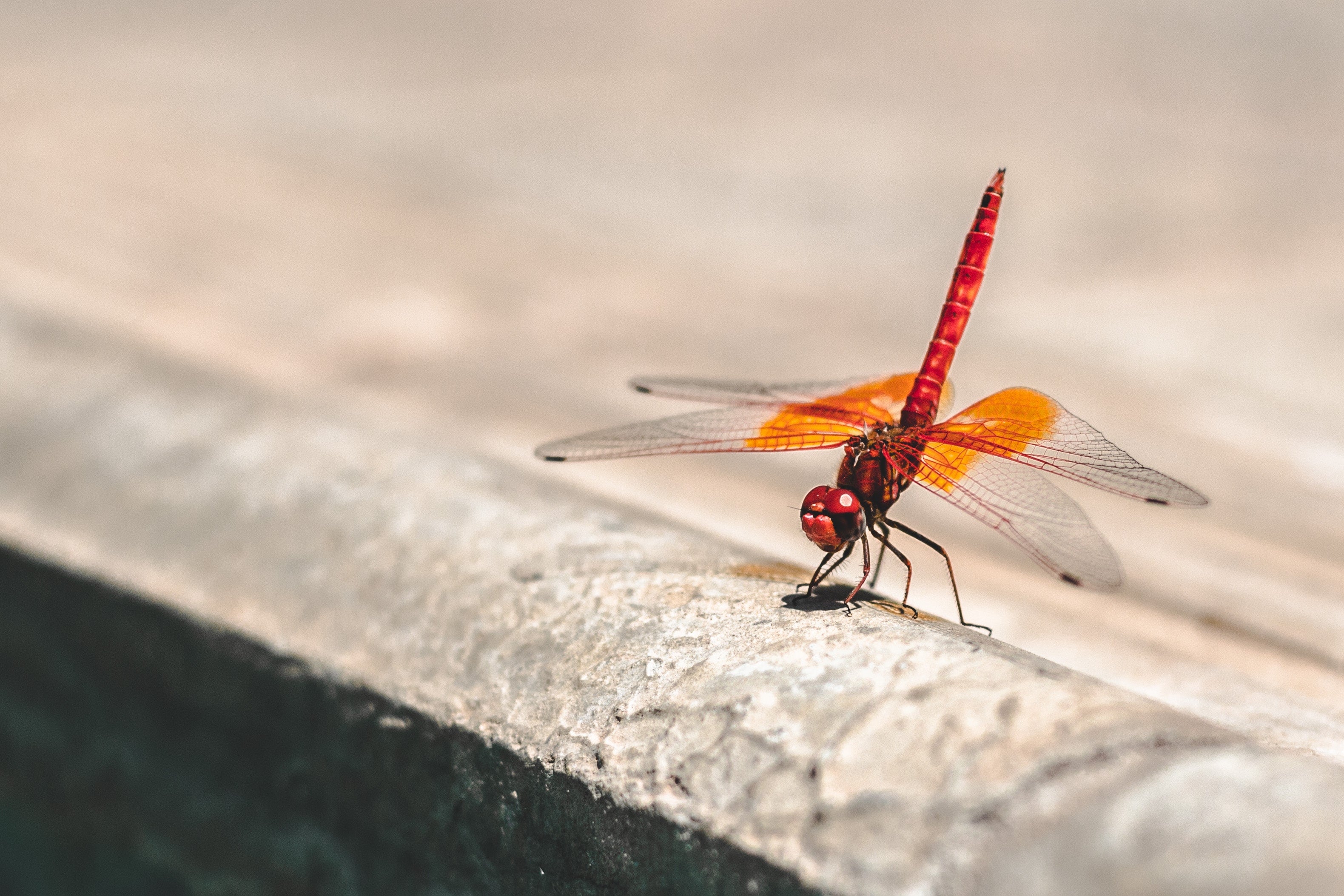 Dragonfly
 Wallpapers