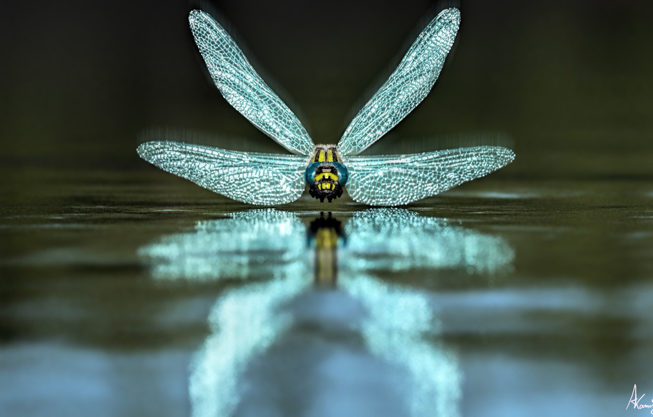 Dragonfly
 Wallpapers