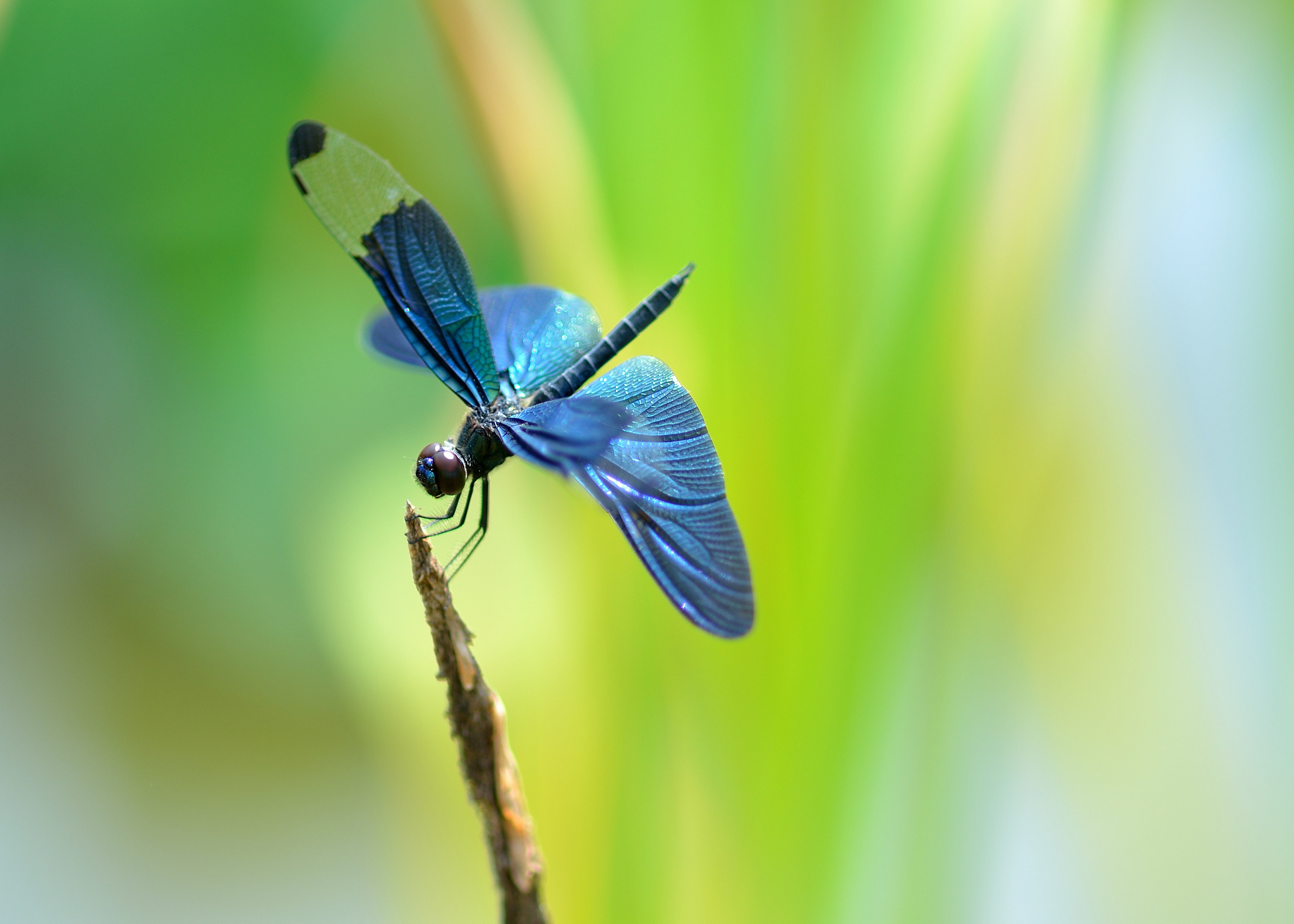 Dragonfly
 Wallpapers