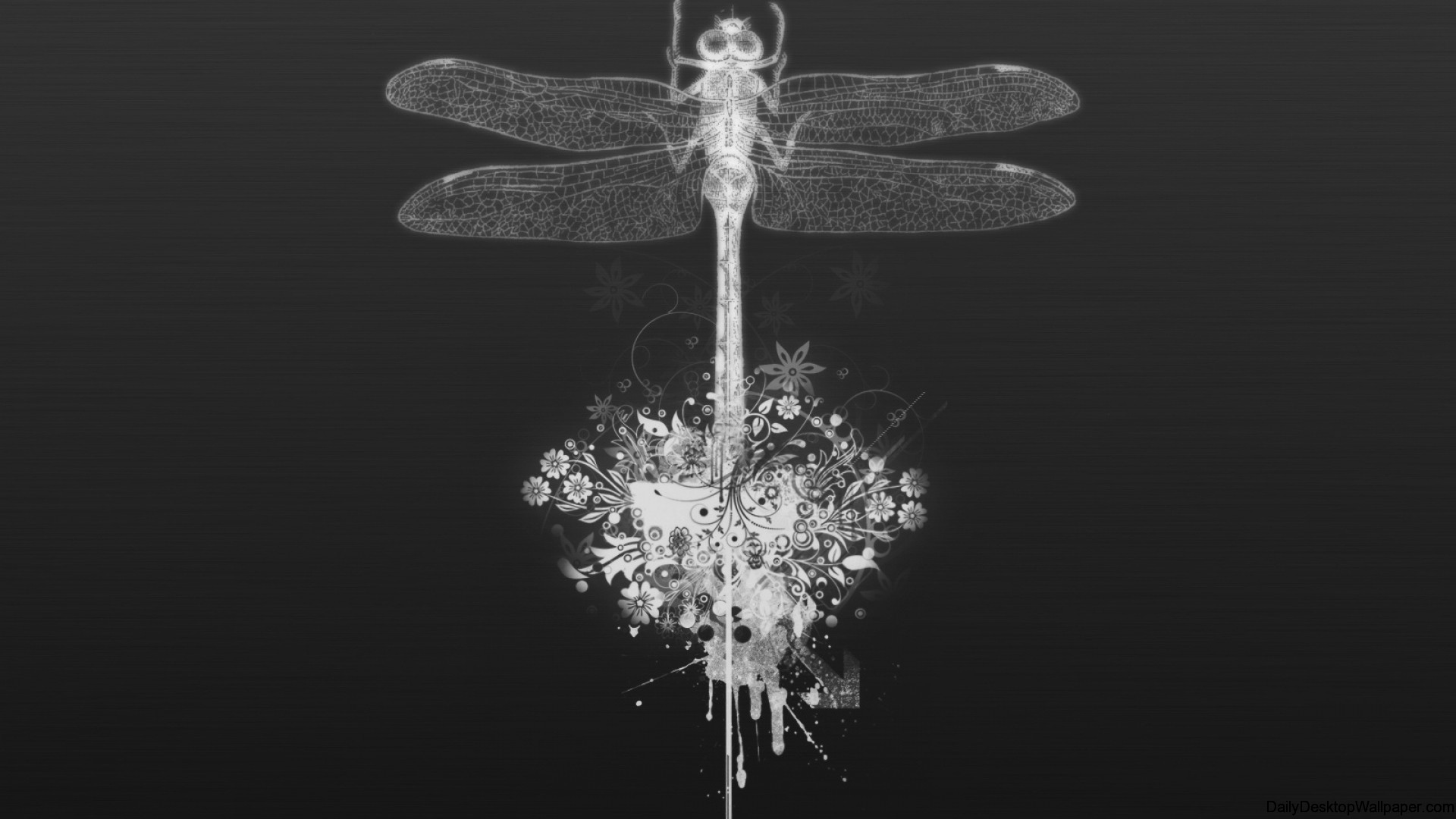 Dragonfly
 Wallpapers