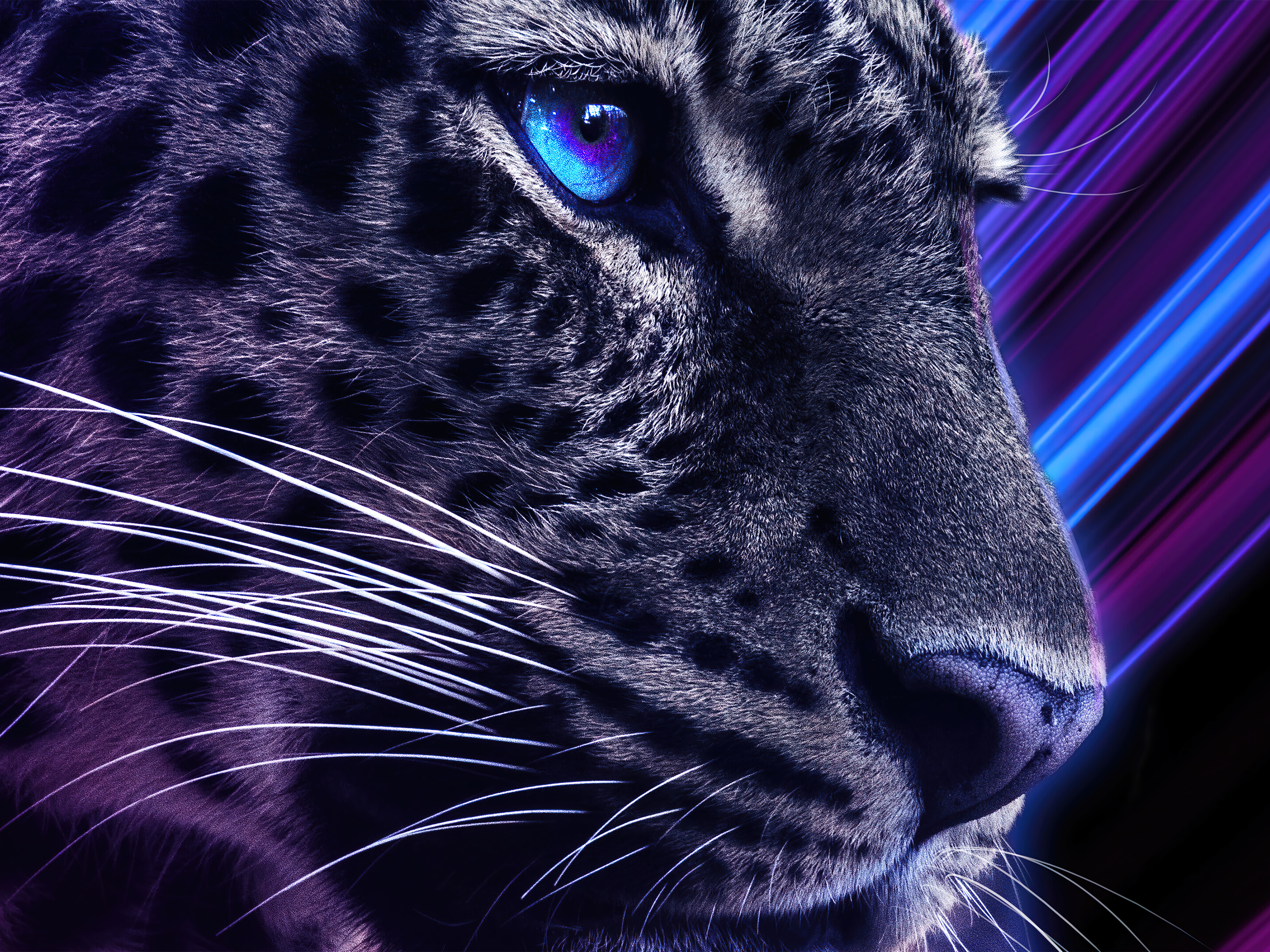 Fantasy Leopard Wallpapers