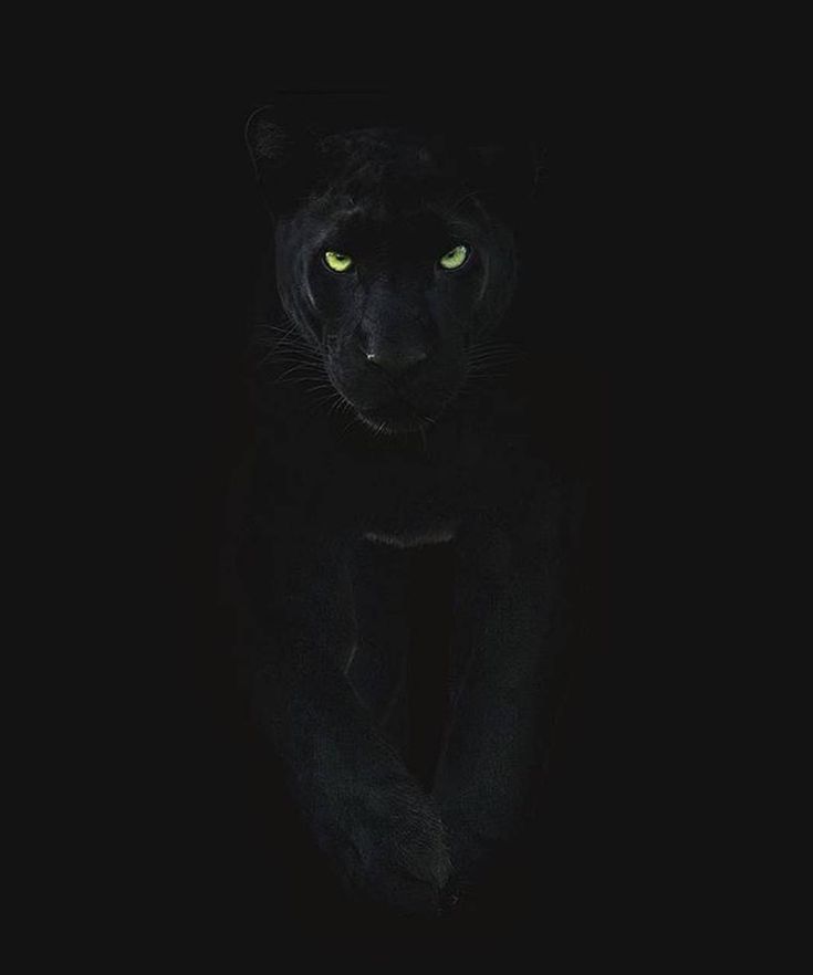 Fantasy Puma Wallpapers