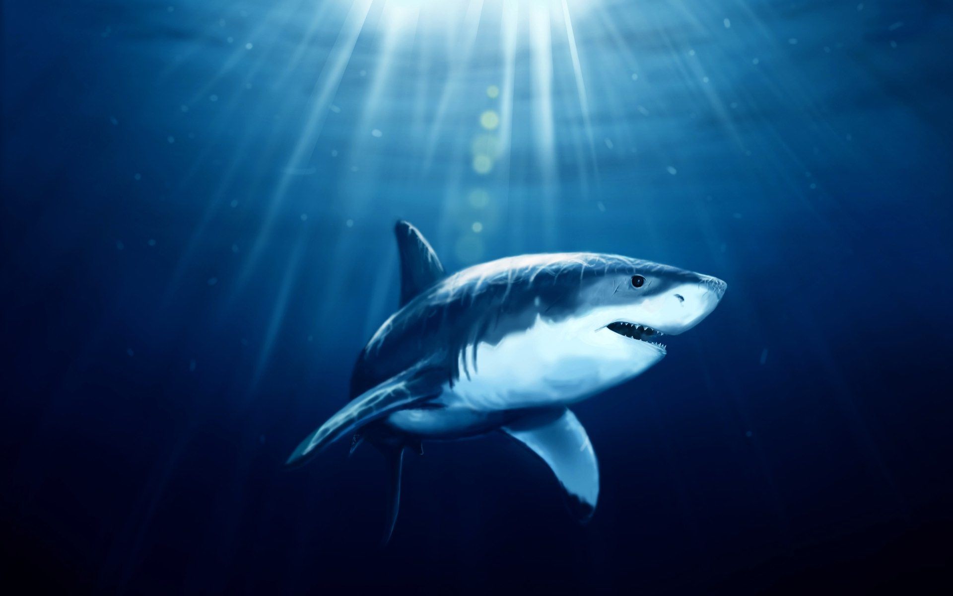 Flying Shark
 Wallpapers