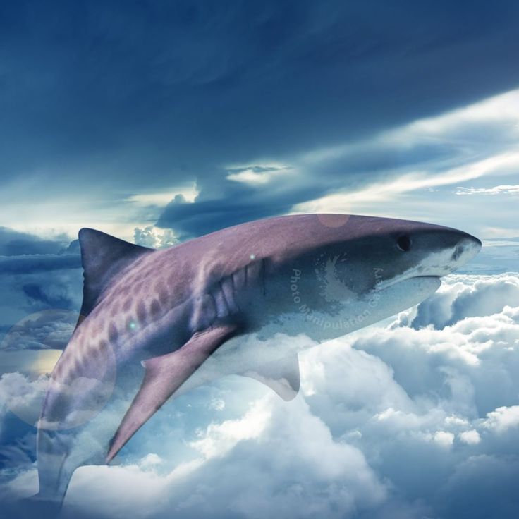 Flying Shark
 Wallpapers