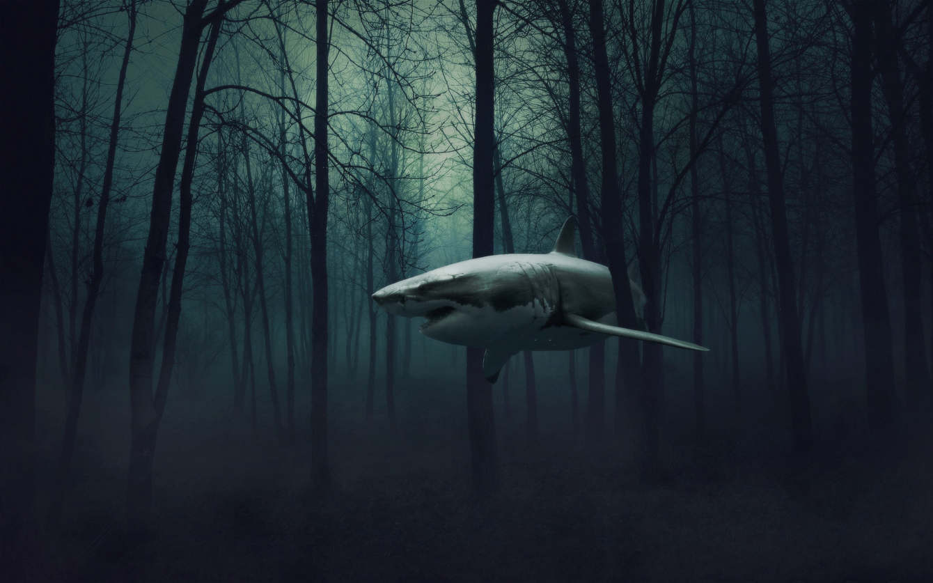 Flying Shark
 Wallpapers