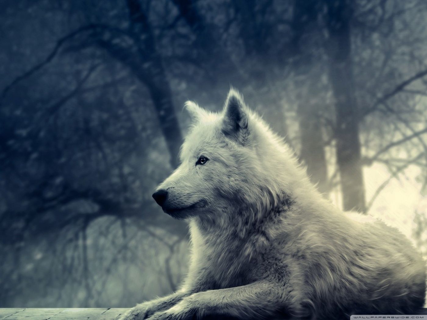 Man Riding A White Wolf
 Wallpapers