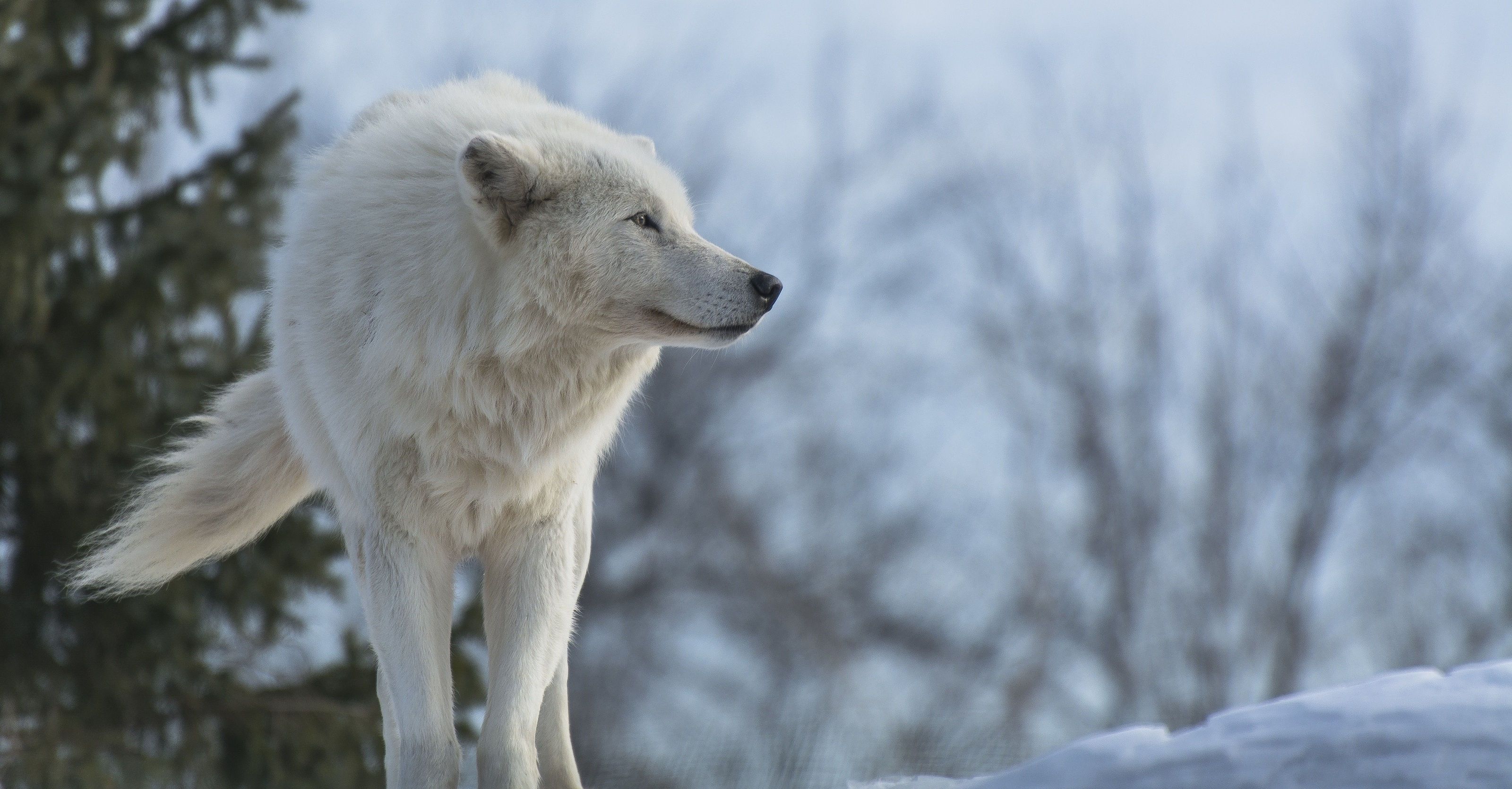 Man Riding A White Wolf
 Wallpapers