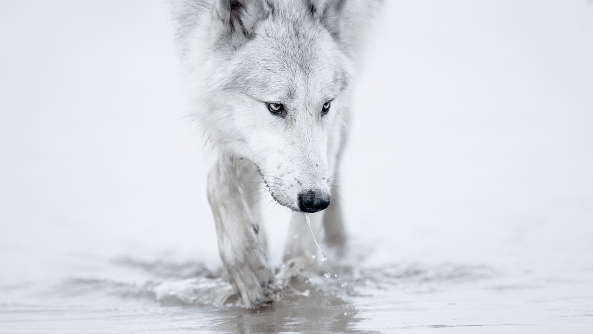 Man Riding A White Wolf
 Wallpapers