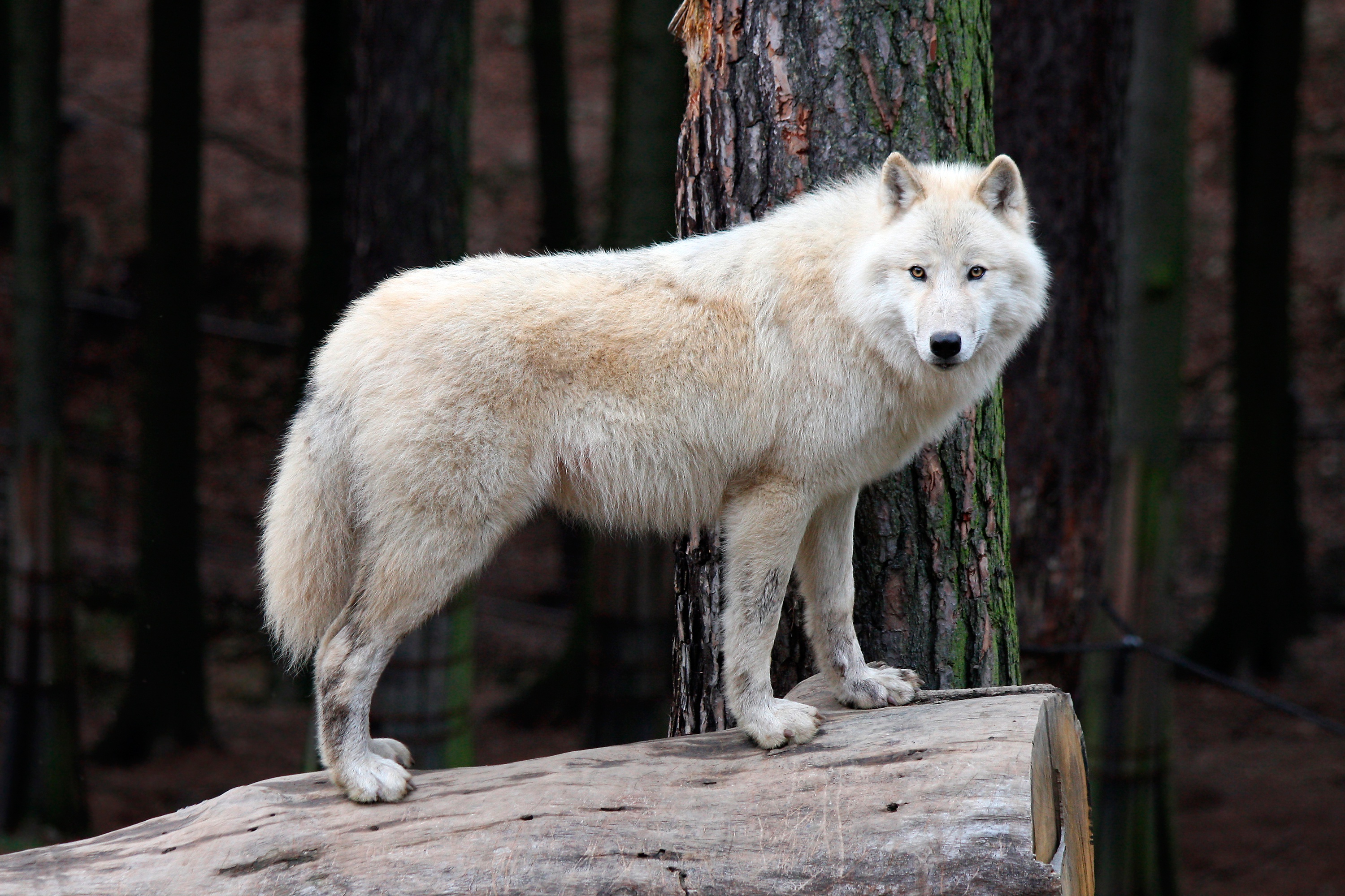 Man Riding A White Wolf
 Wallpapers