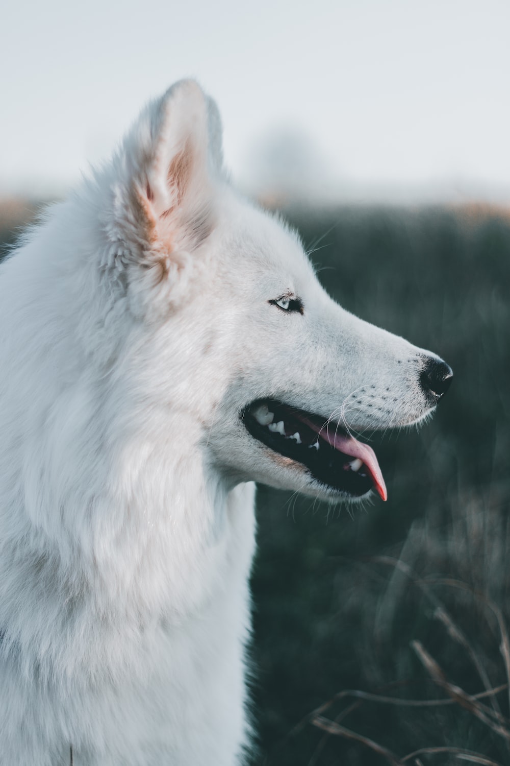 Man Riding A White Wolf
 Wallpapers