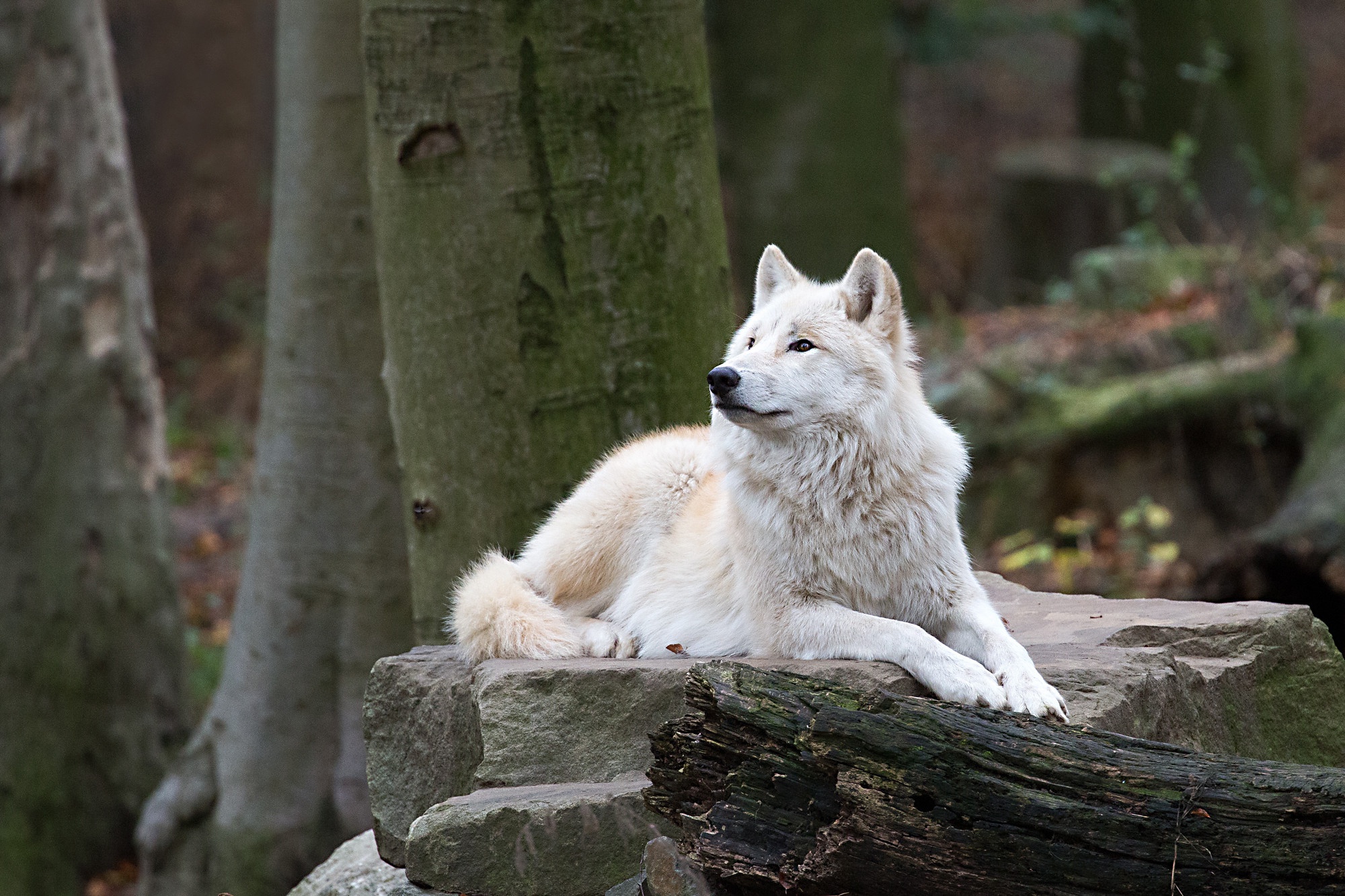 Man Riding A White Wolf
 Wallpapers