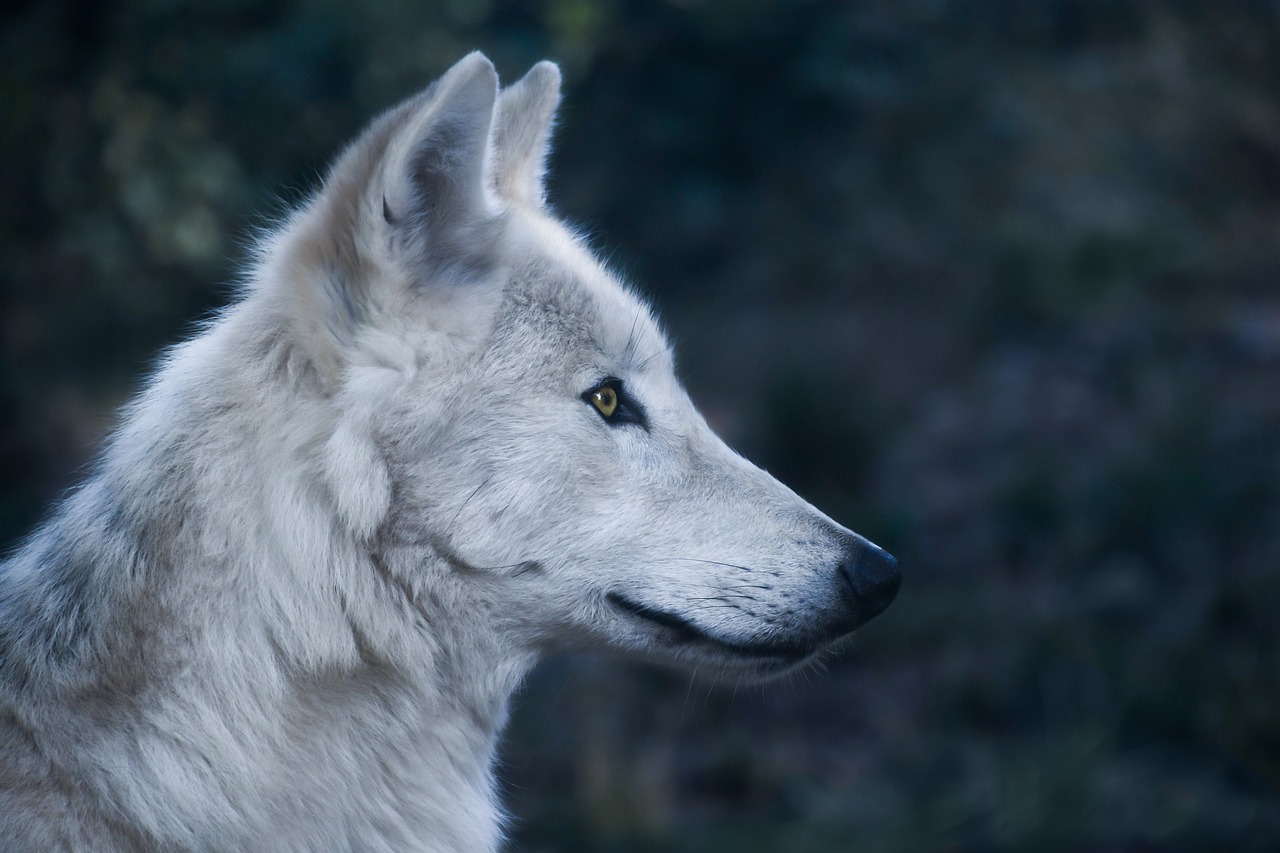 Man Riding A White Wolf
 Wallpapers