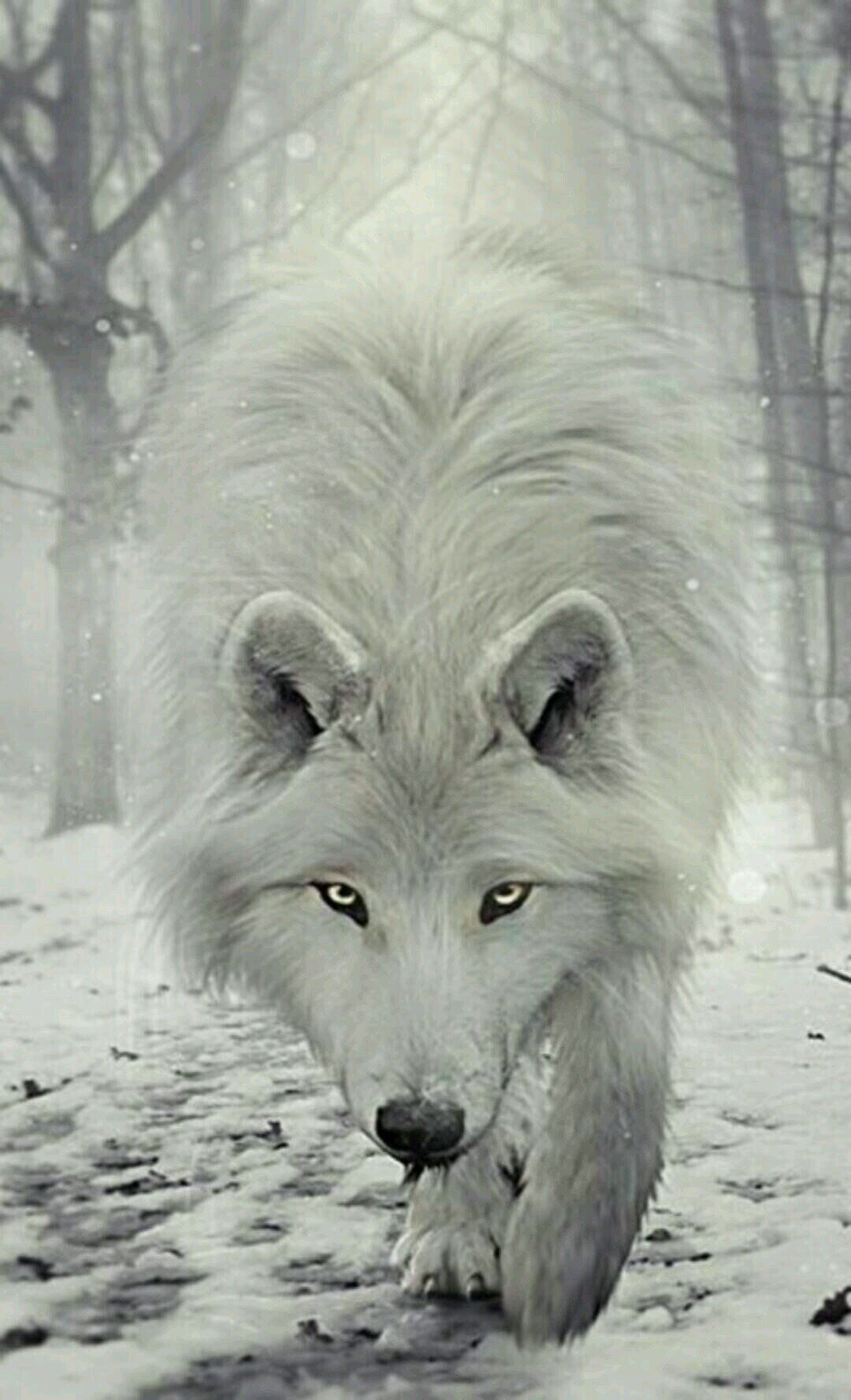 Man Riding A White Wolf
 Wallpapers