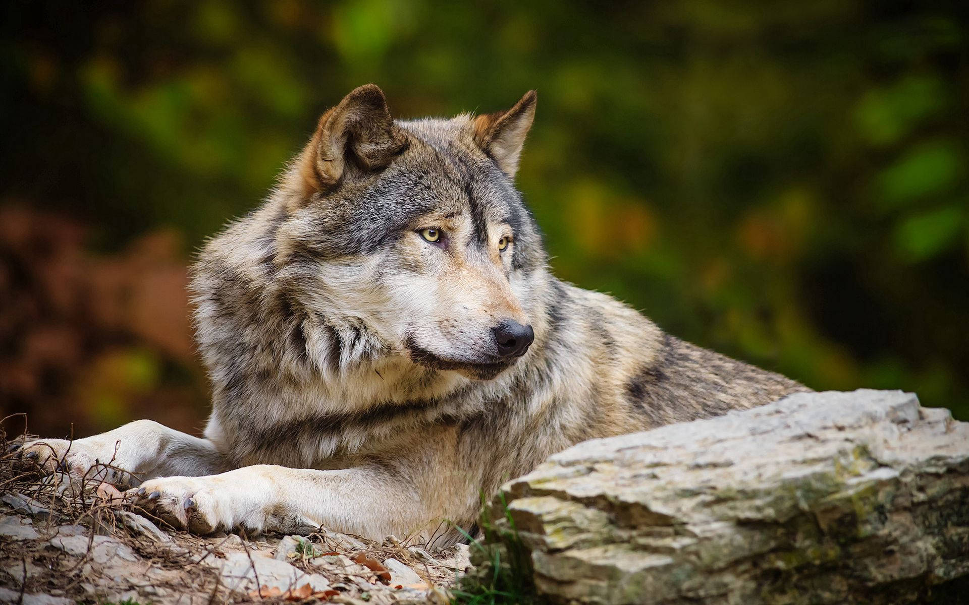 Man Riding A White Wolf
 Wallpapers