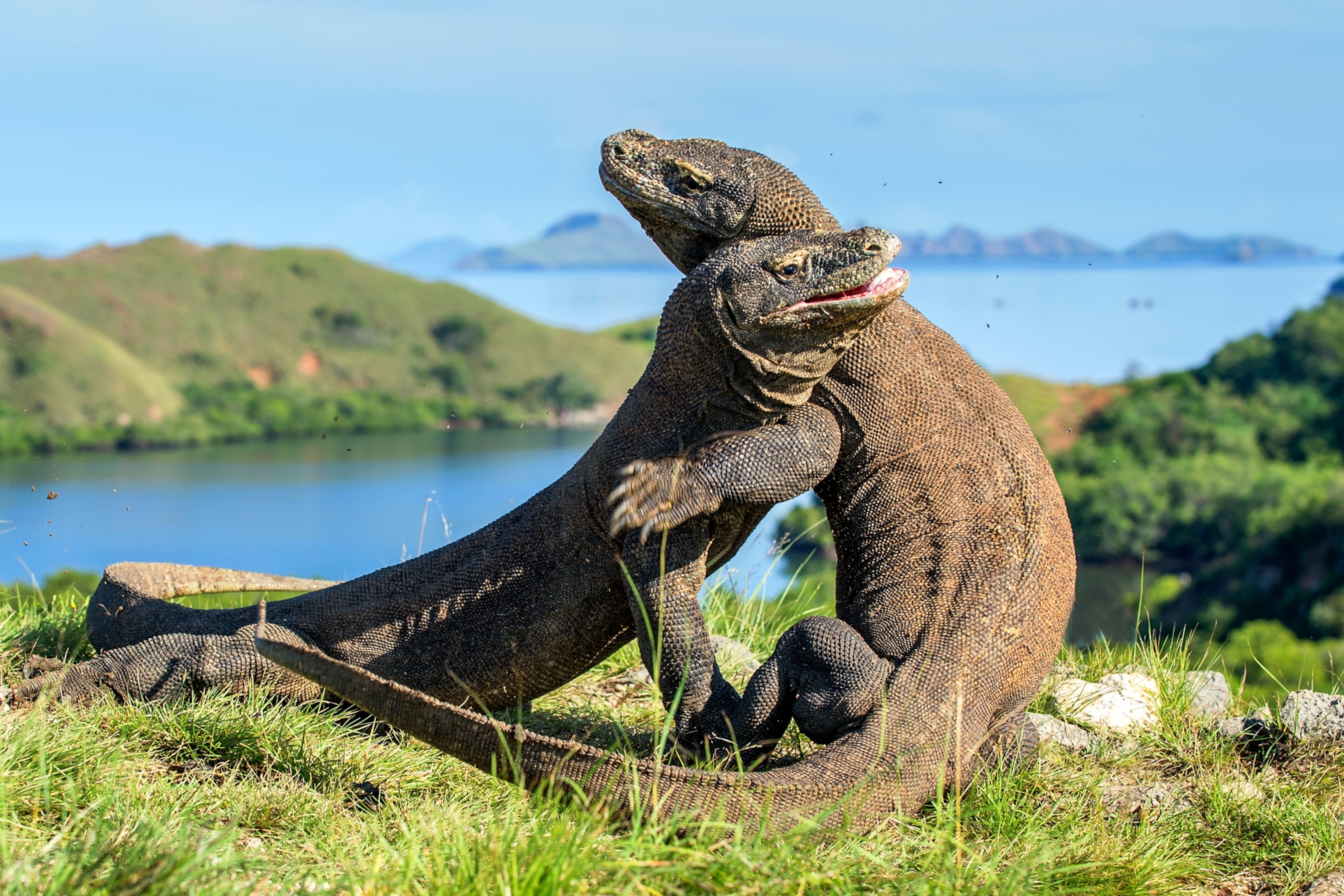 Red Dragon Sitting Outside Lake
 Wallpapers