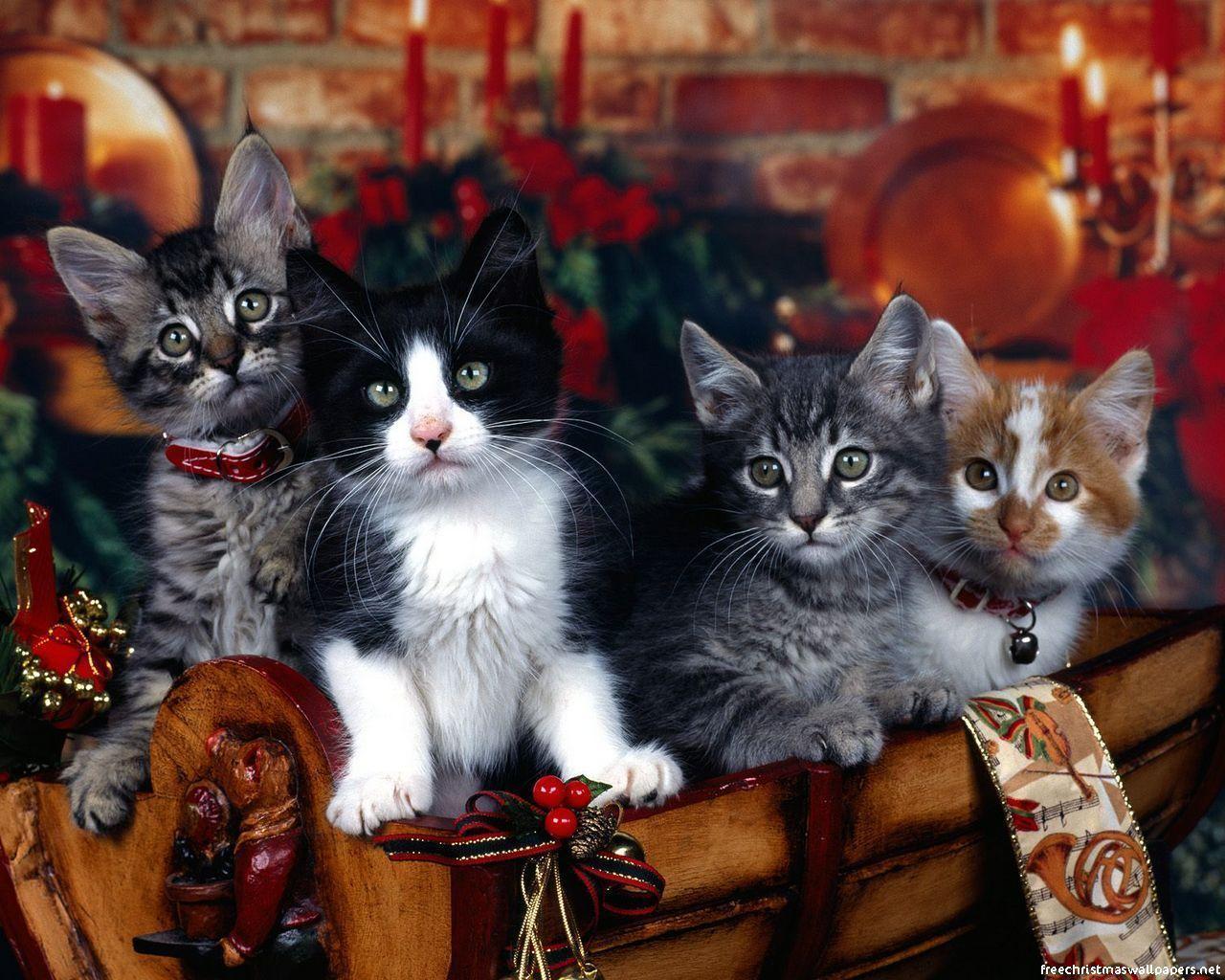 Christmas Cats Wallpapers