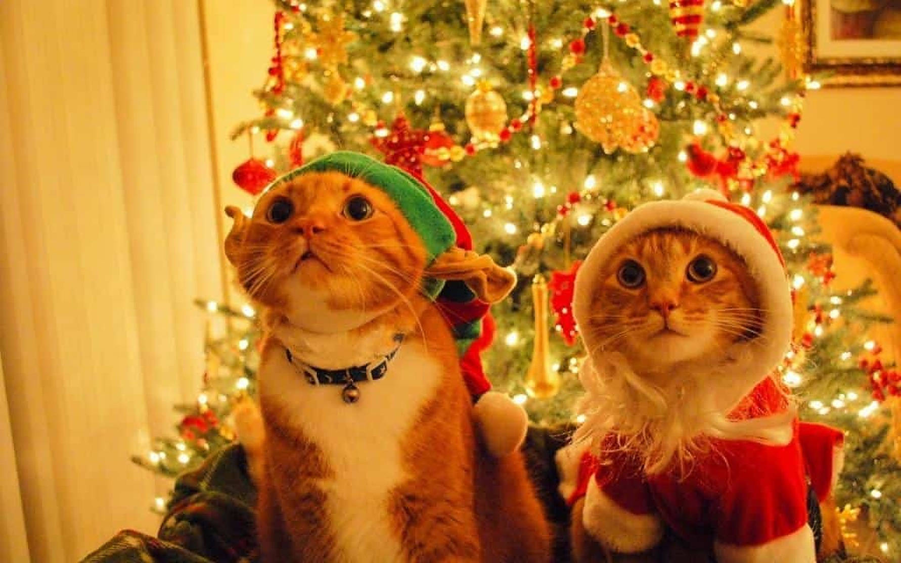 Christmas Cats Wallpapers