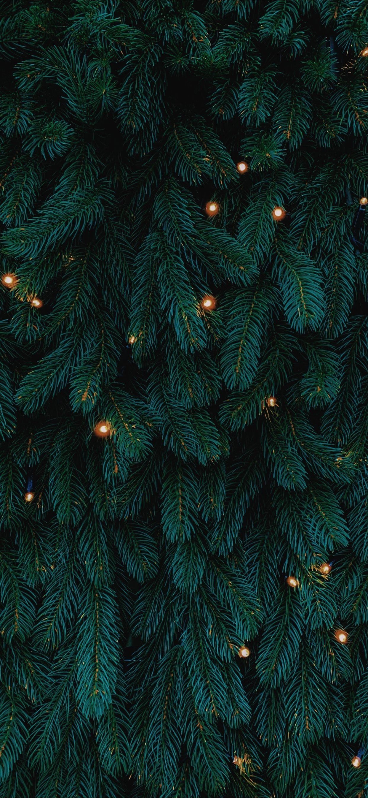 Christmas Forest Wallpapers