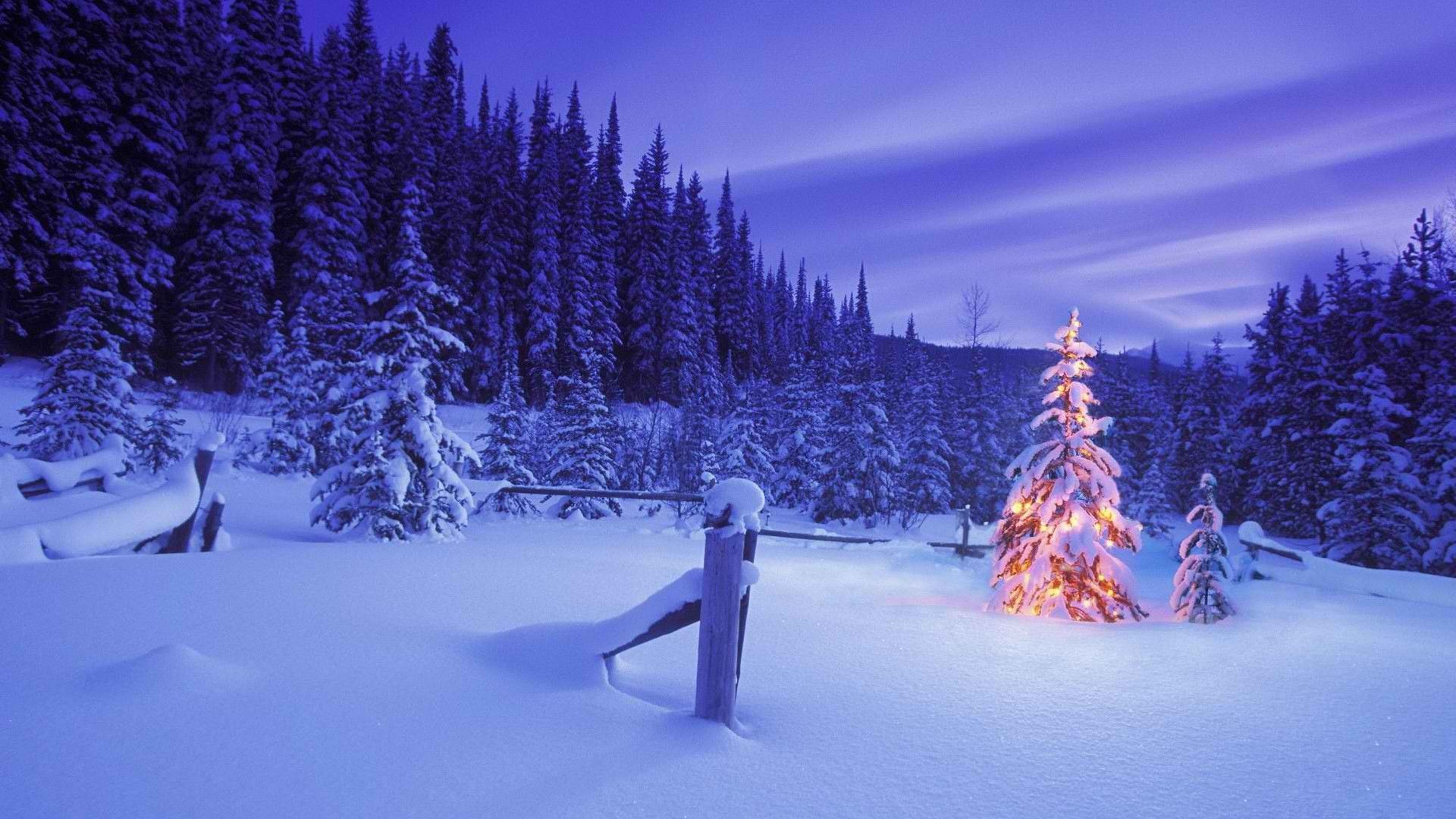 Christmas Forest Wallpapers