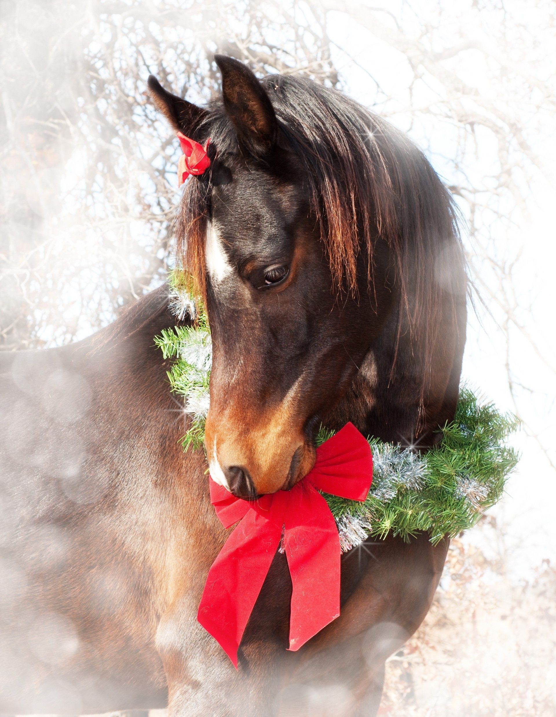 Christmas Horse Wallpapers