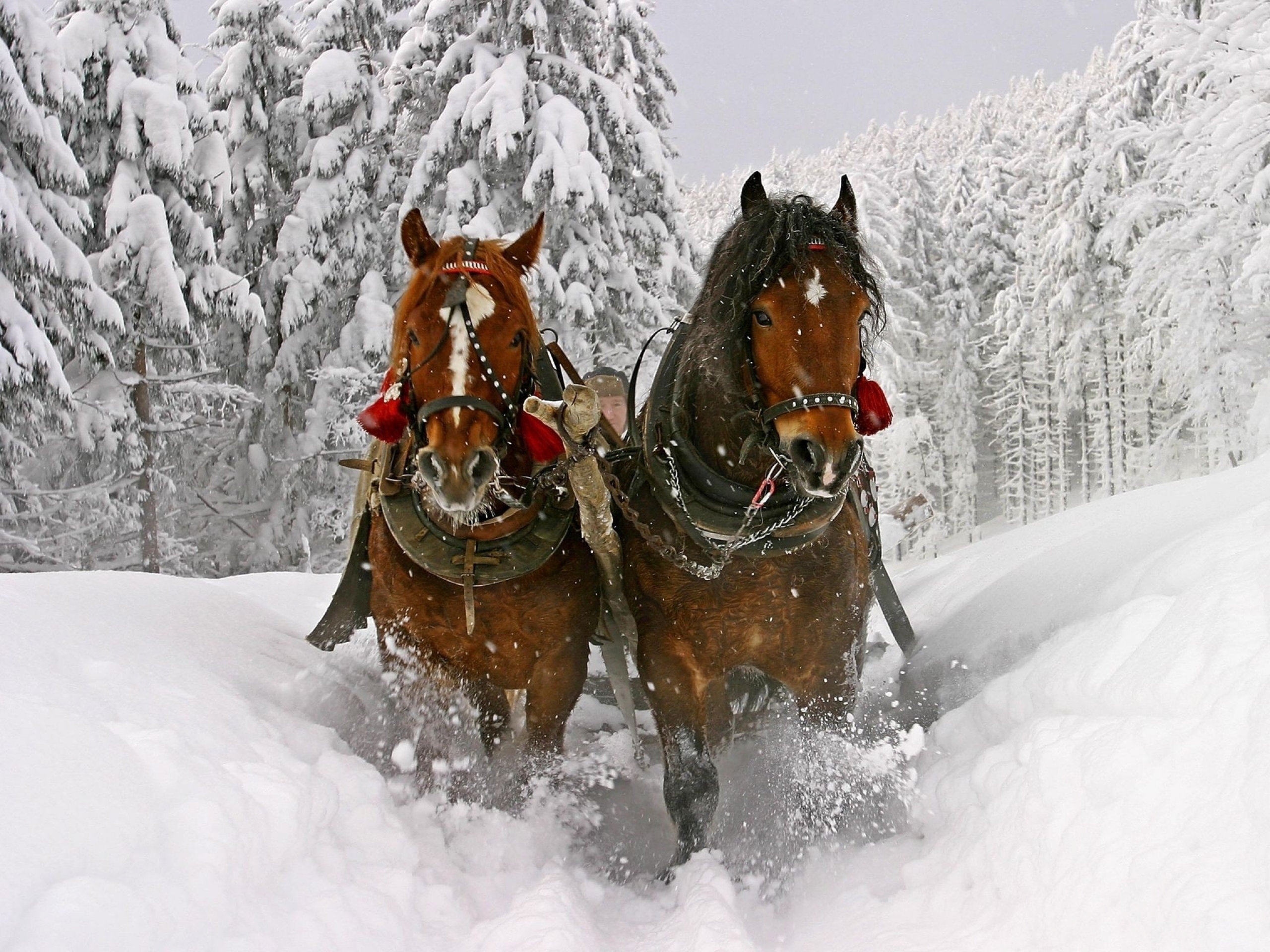 Christmas Horse Wallpapers