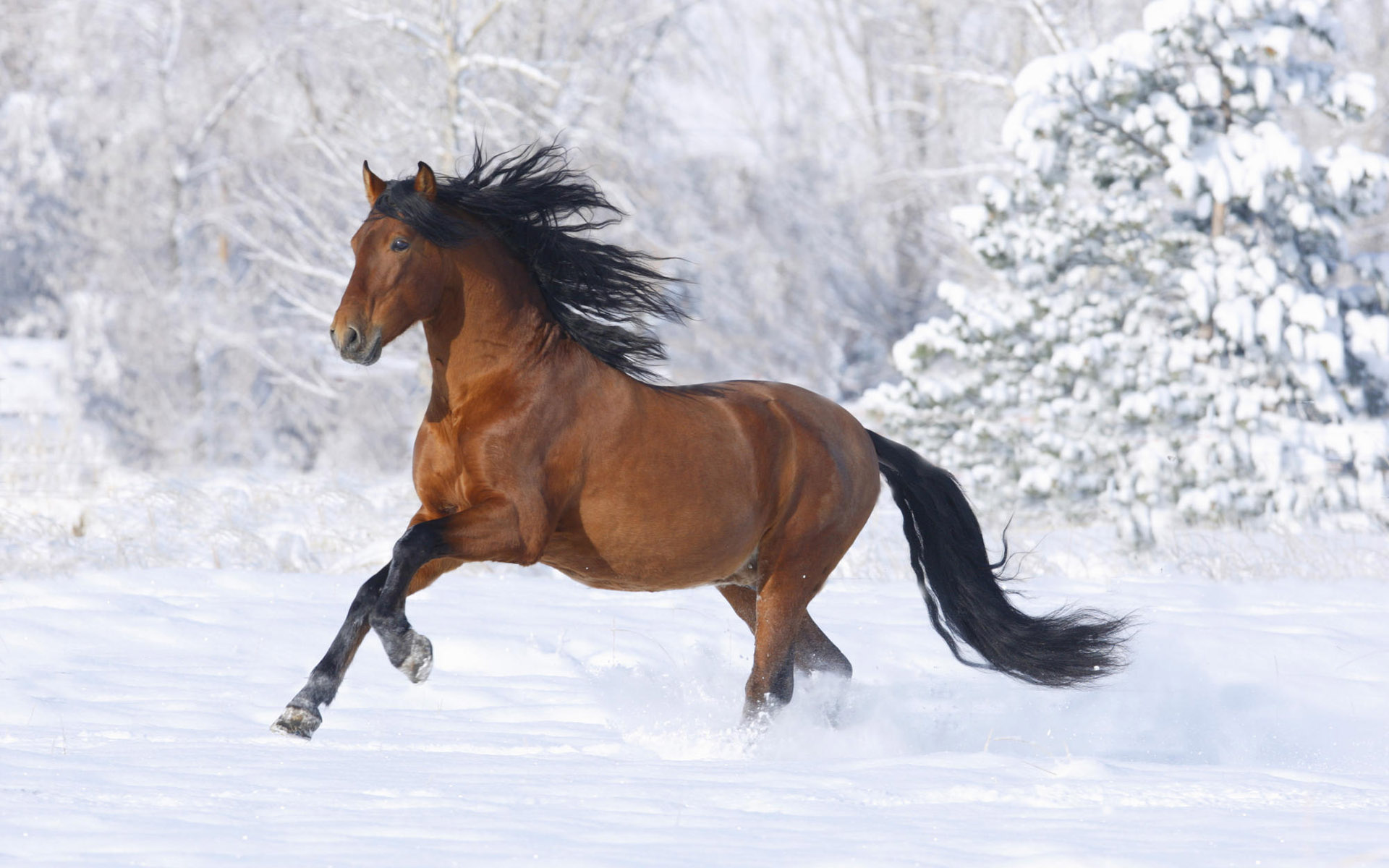 Christmas Horse Wallpapers