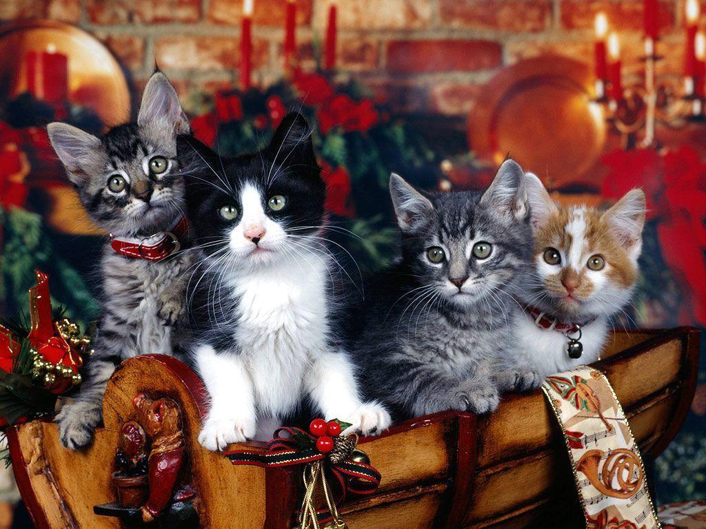 Christmas Kittens Wallpapers