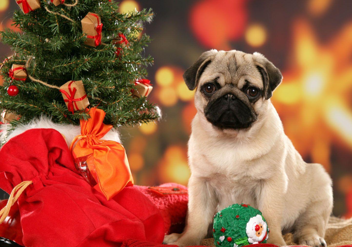 Christmas Pug Wallpapers