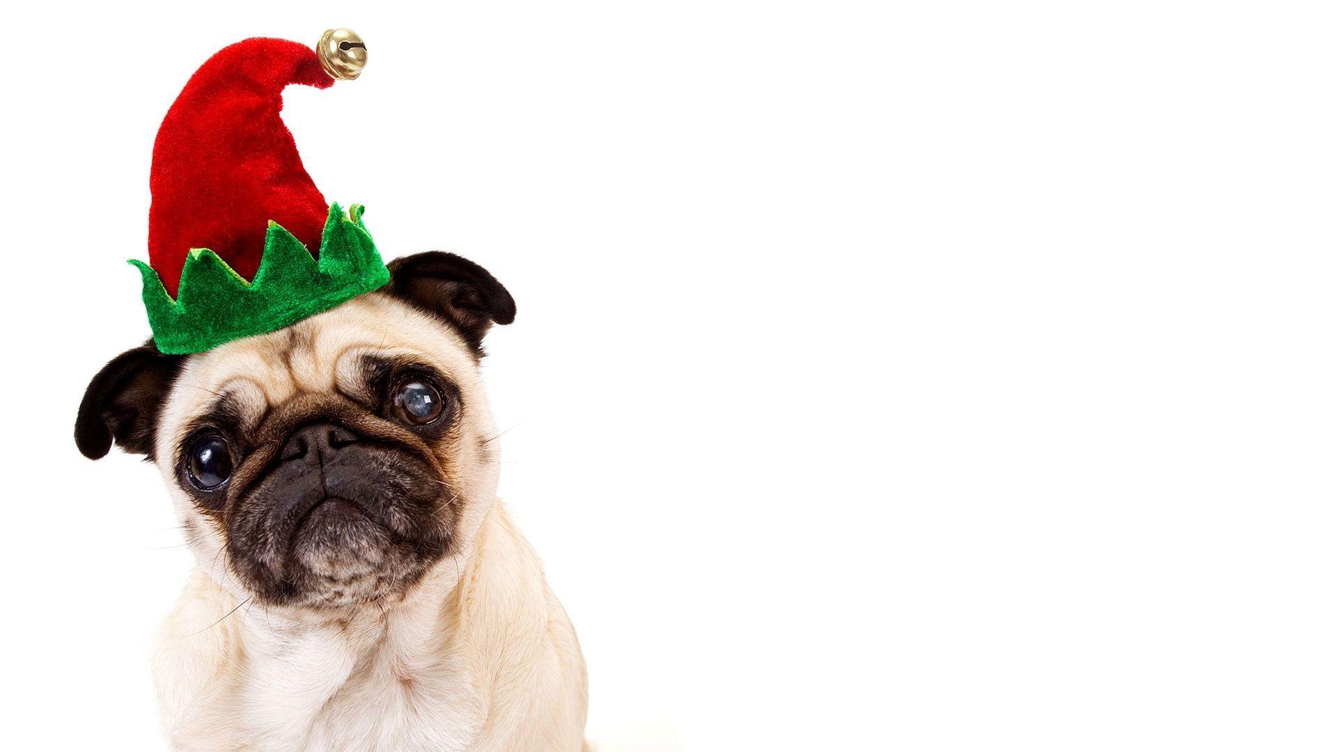 Christmas Pug Wallpapers