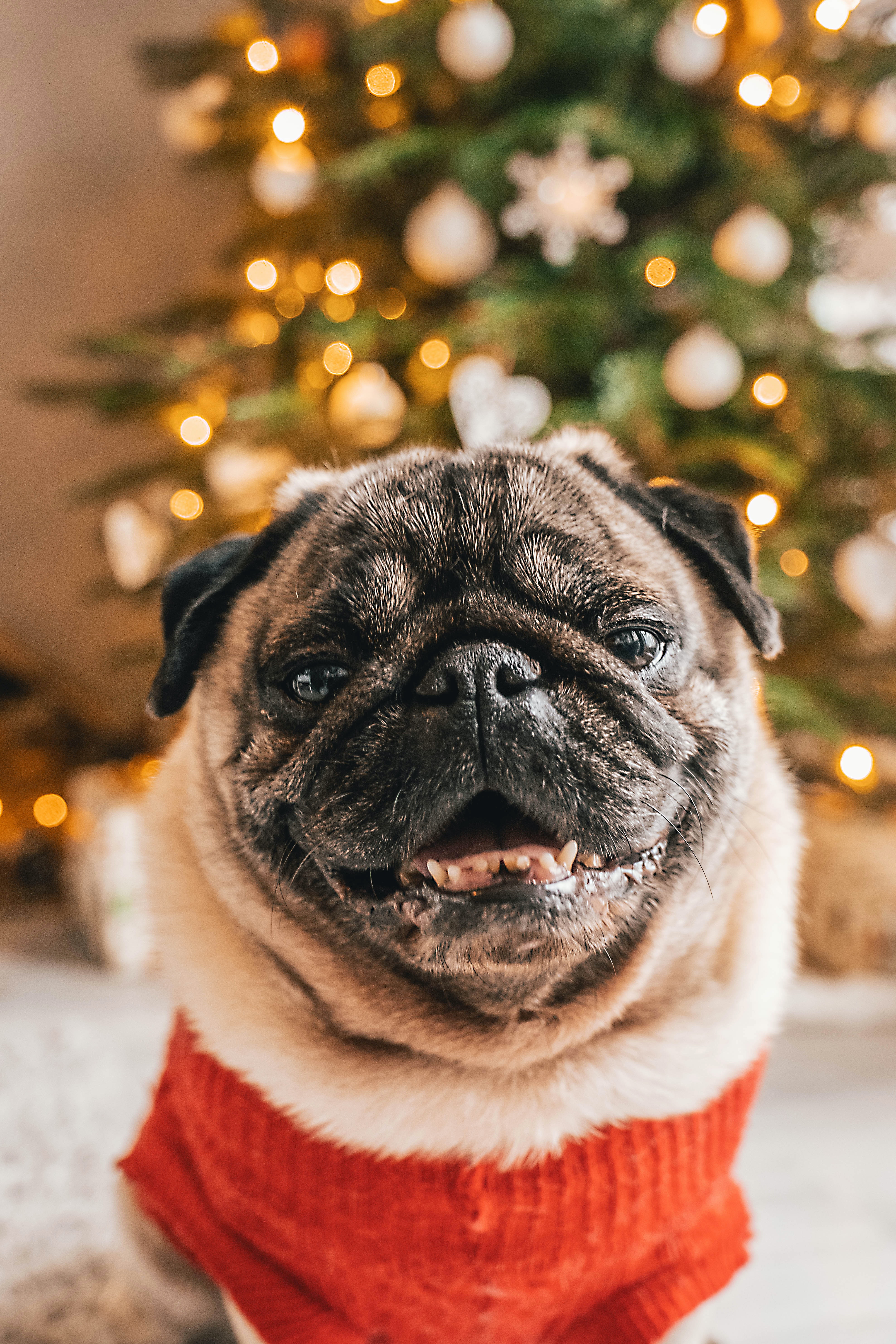 Christmas Pug Wallpapers