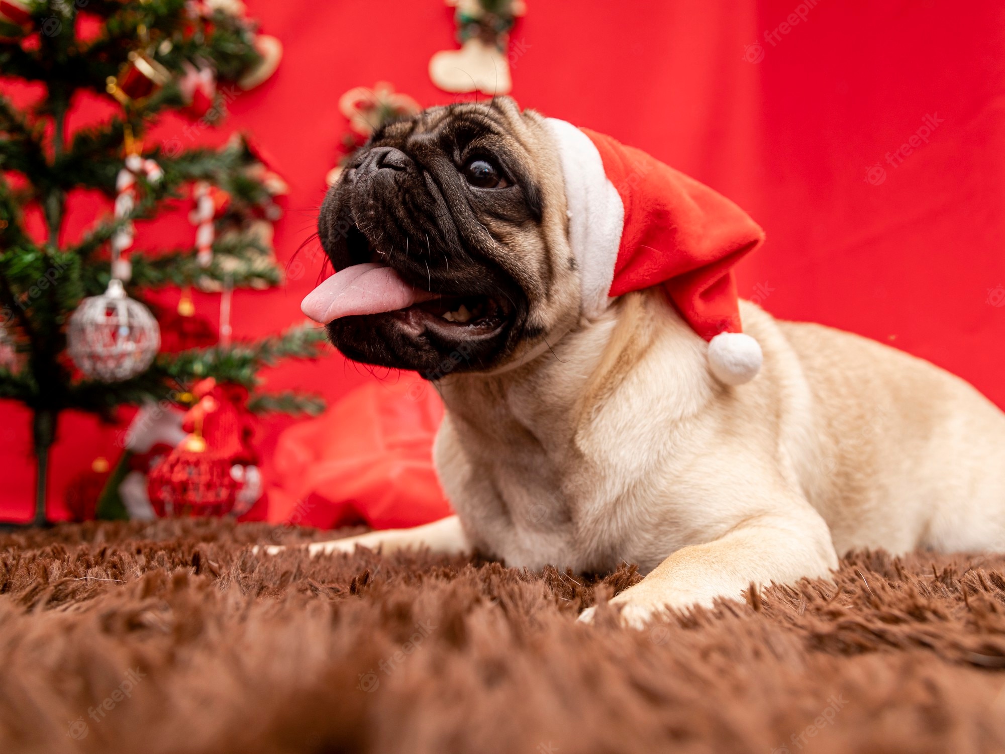 Christmas Pug Wallpapers