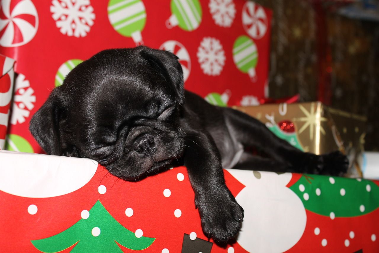 Christmas Pug Wallpapers